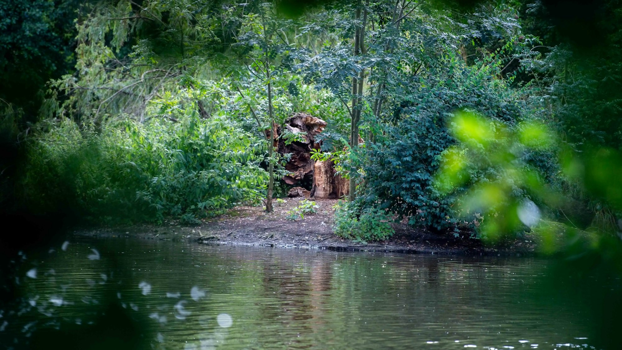 Reste einer Trauerweide auf einer Insel im Schillerpark.