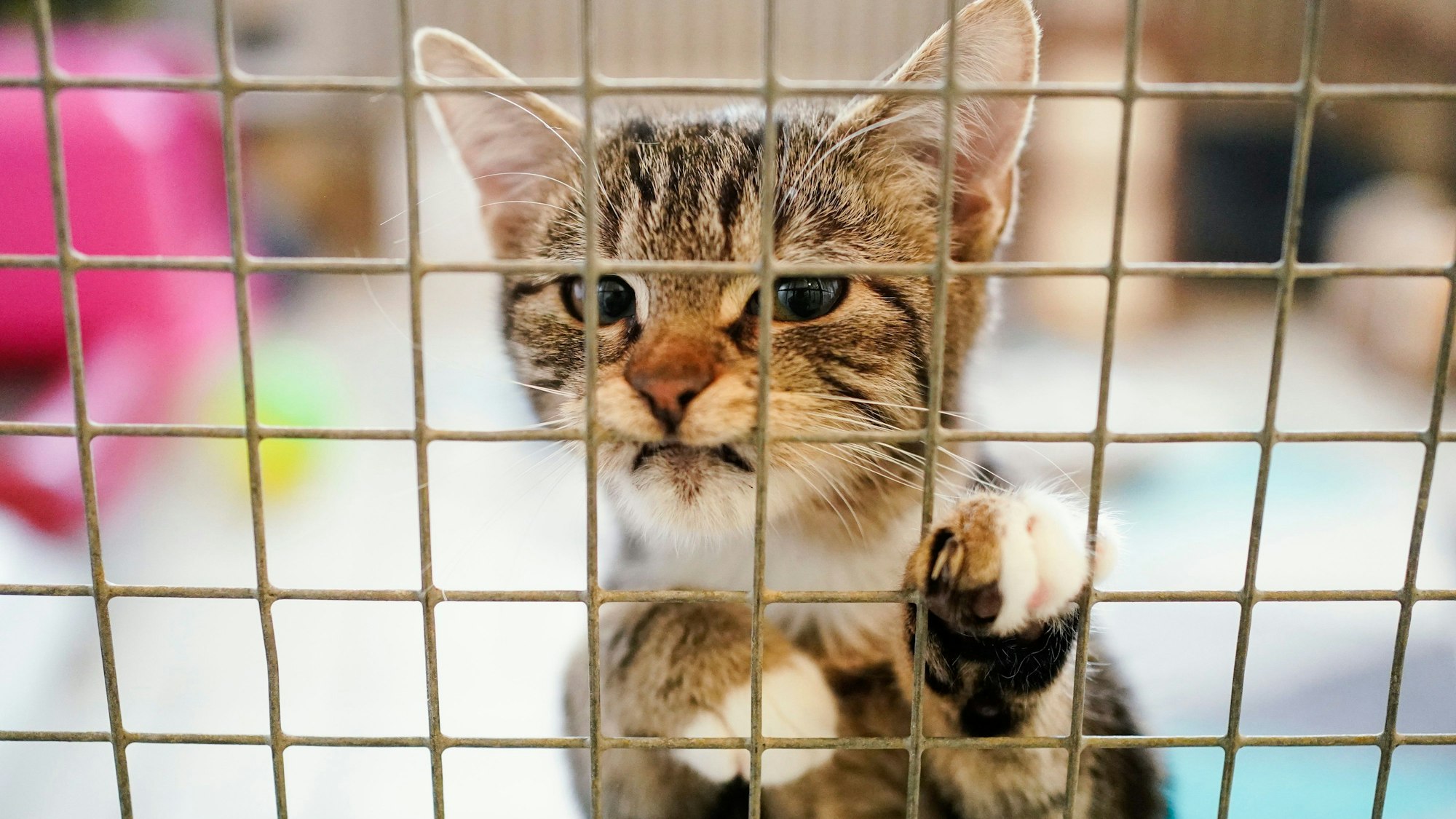 Ein Kätzchen krallt sich in einem Tierheim an einem Gitter fest.