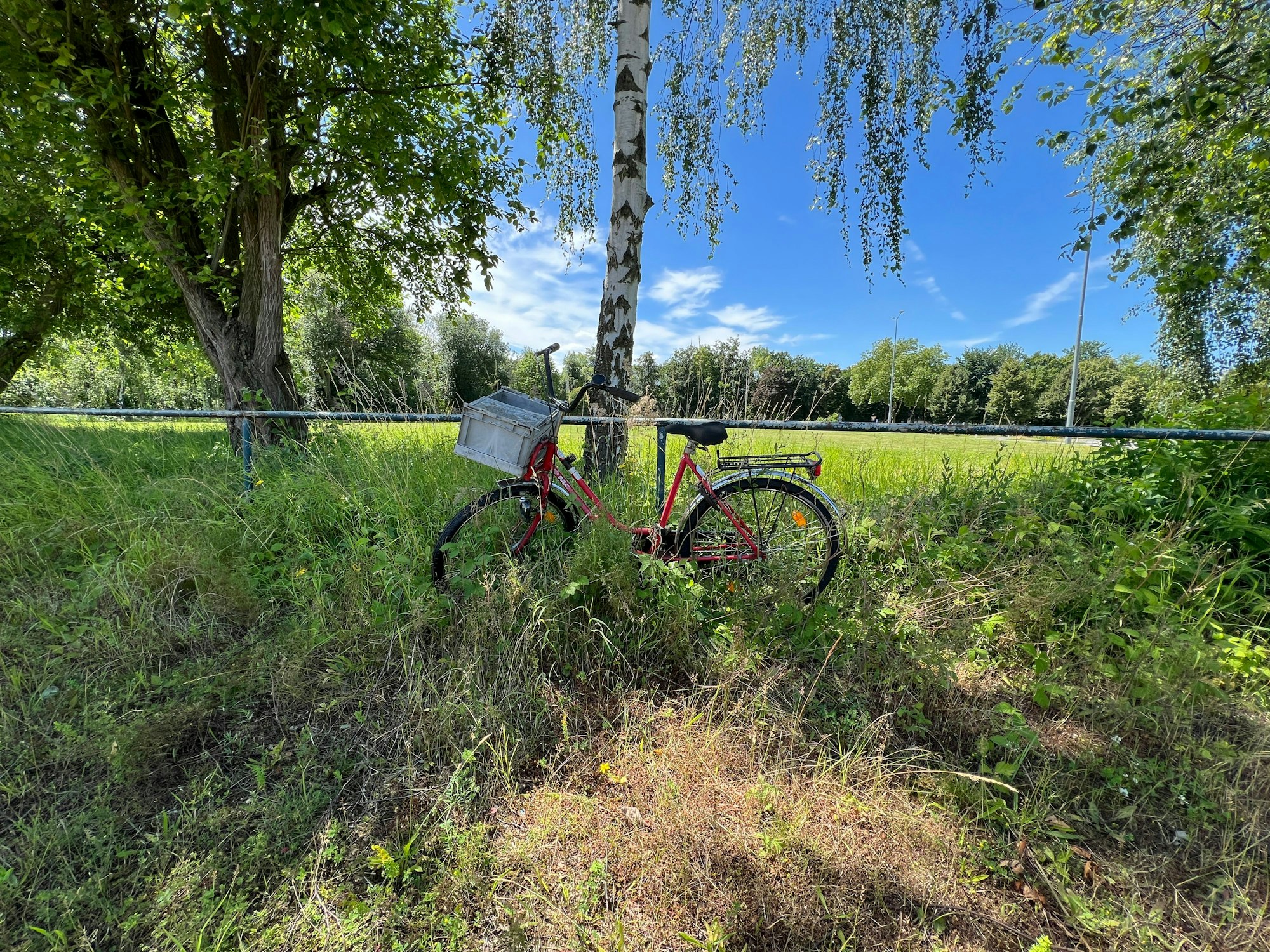 Fahrrad im Grünen.