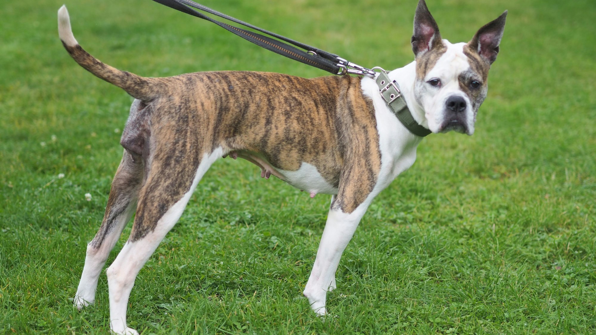 Hündin Luna wurde vor einigen Wochen mit einem apfelsinengroßen Tumor beim Tierheim in Köln-Dellbrück abgegeben. Nach einer Not-OP sucht das Tierheim jetzt für sie nach einem neuen Zuhause.