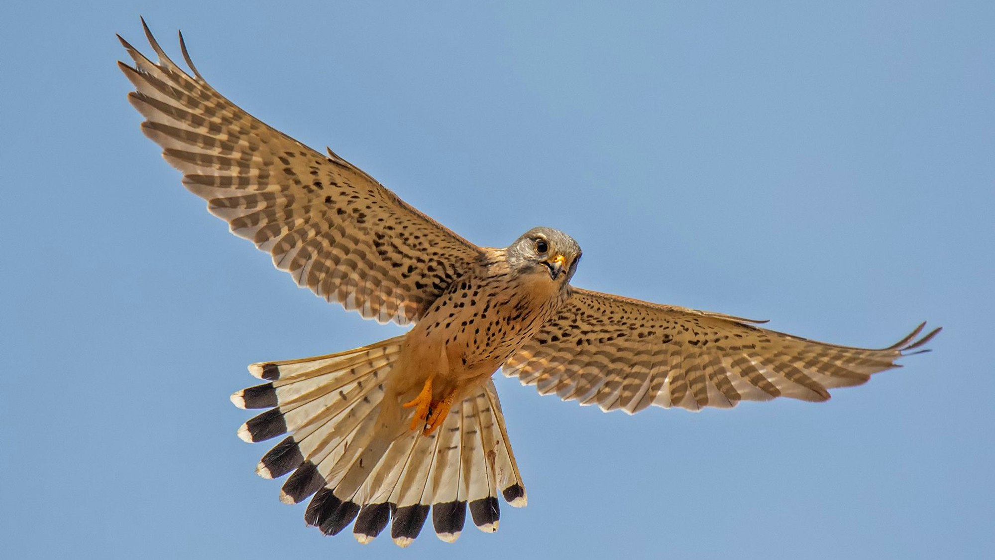 Ein Turmfalke in der Luft.