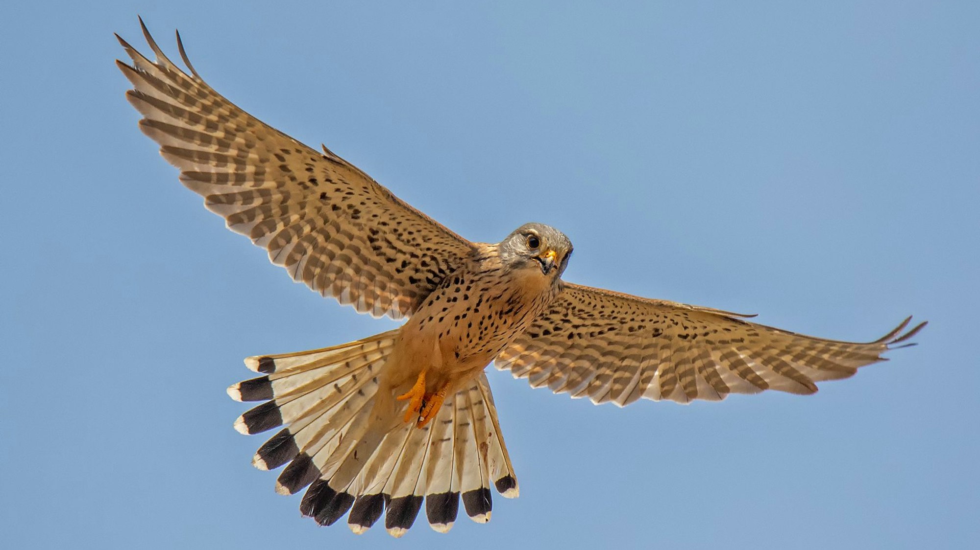 Ein Turmfalke in der Luft.