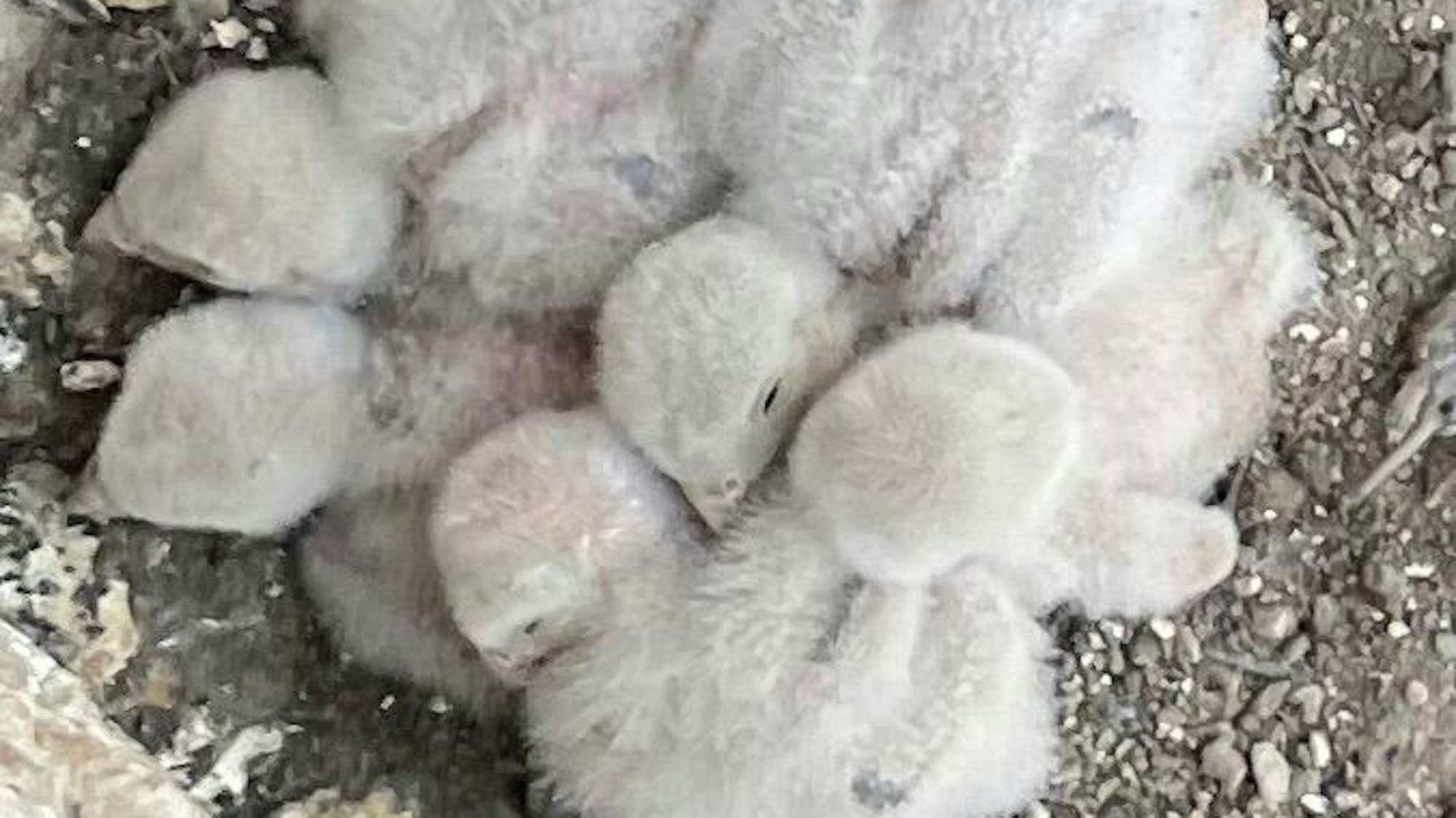 Turmfalkenküken kuscheln sich aneinander.