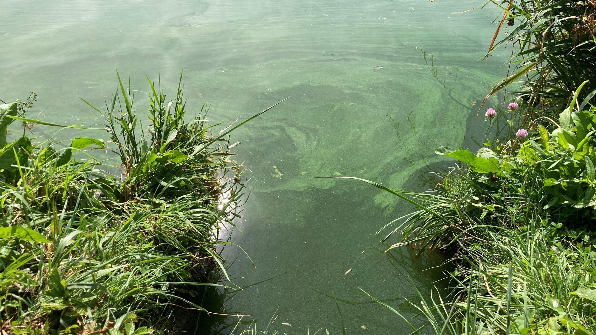 Die Schlieren von Blaualgen sind auf einem Gewässer in zu sehen.