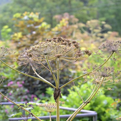 Unter anderem hinter der Hammermühle in Overath hat sich der Riesenbärenklau ausgebreitet.