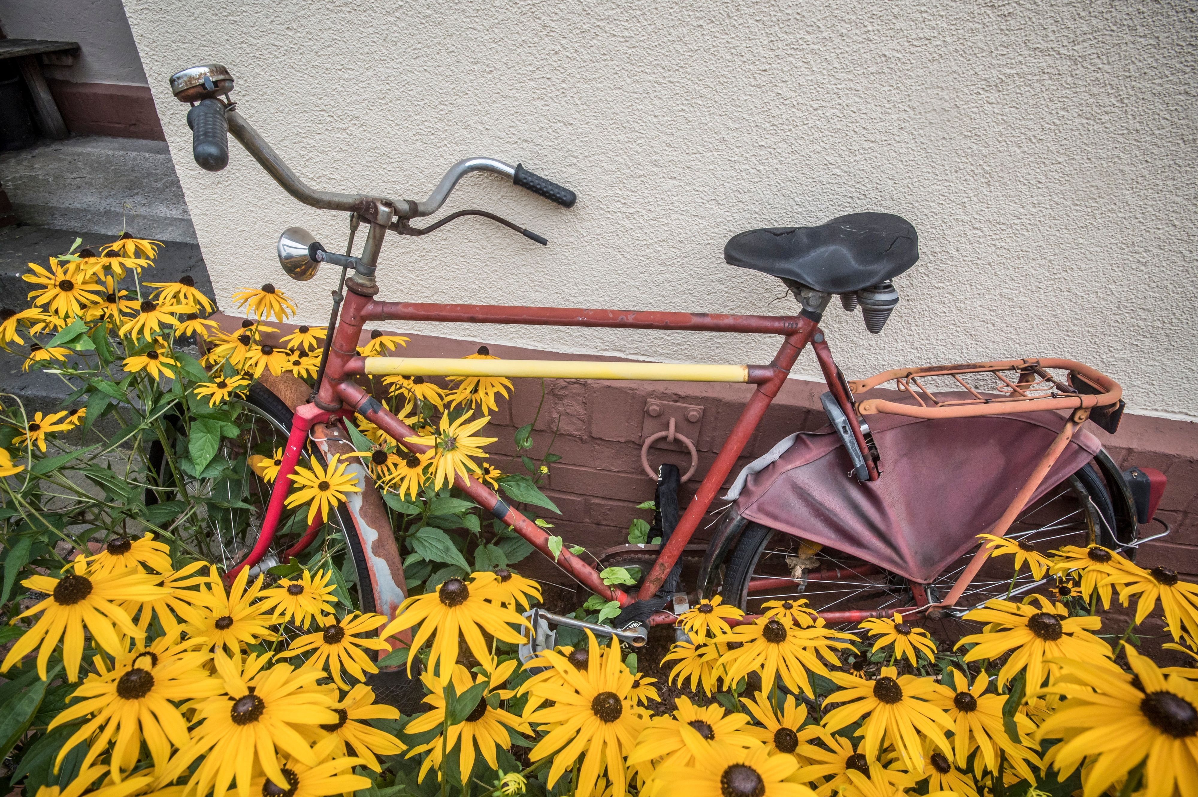 Ein rotes Rad steht am Koloniemuseum. Foto: Ralf Krieger