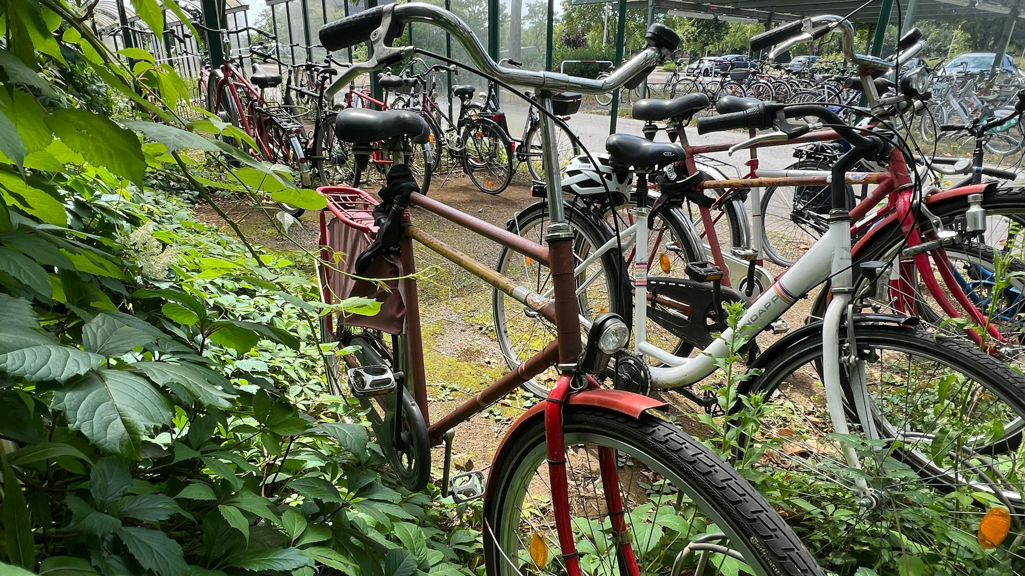 In den Ferien ist schon manches rote Rad eingewachsen.