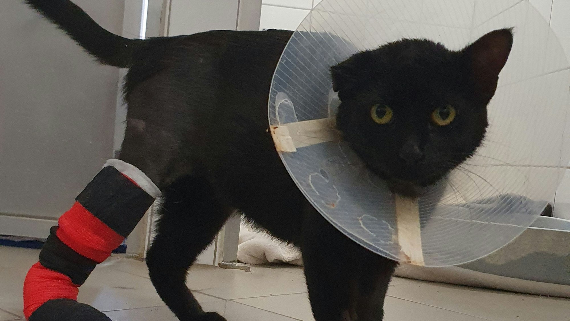Die schwarze Katze Hilde wurde von ihren Vorbesitzern in einer Tierklinik abgegeben - die Kosten für ihre Beinoperation war ihnen zu hoch. Heute lebt sie in einem neuen Zuhause. Hilde ist mit gegibstem Hinterbein und Halsmanschette zu sehen.