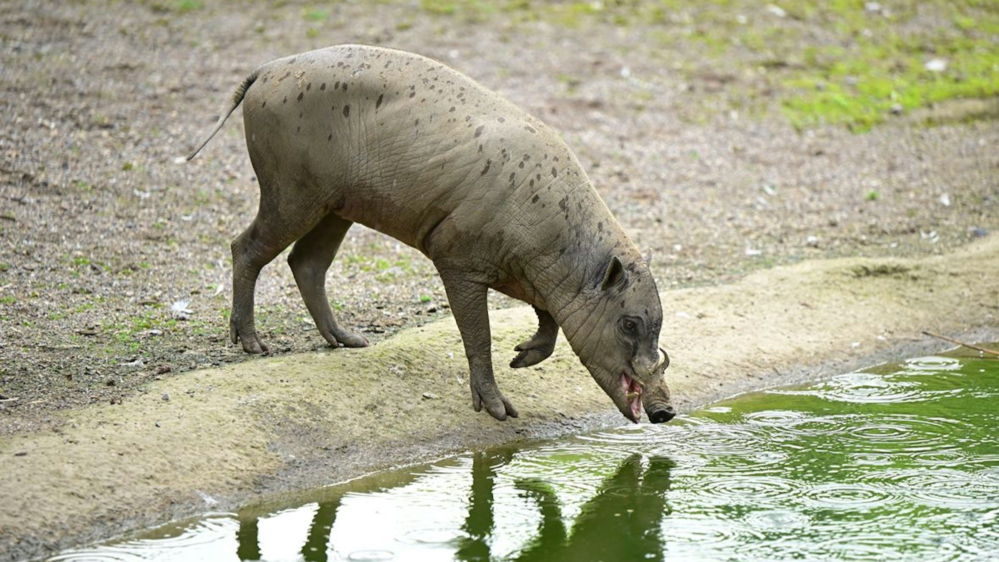Die Hauer männlicher Hirscheber können eine Länge von bis zu 30 Zentimeter aufweisen.