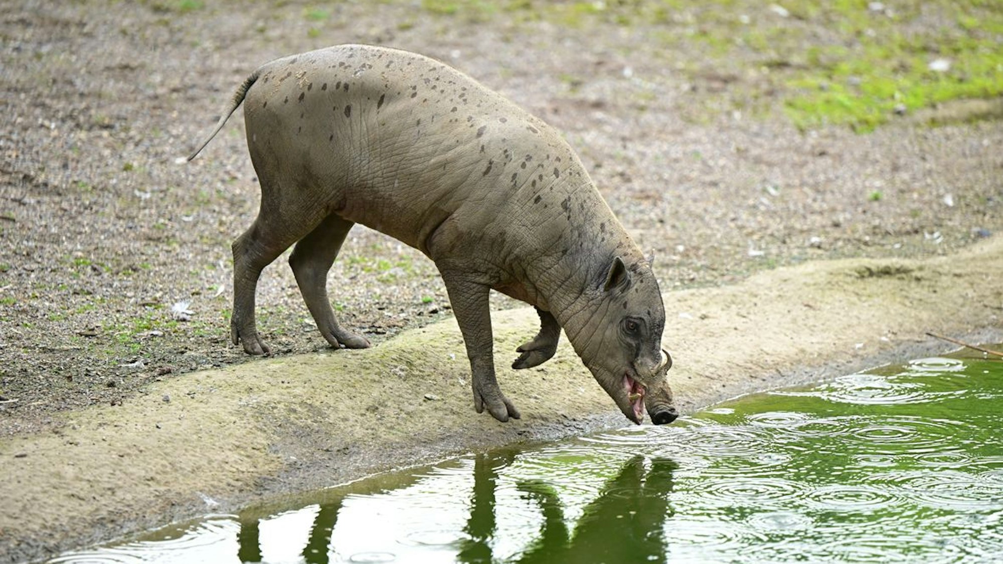 Die Hauer männlicher Hirscheber können eine Länge von bis zu 30 Zentimeter aufweisen.