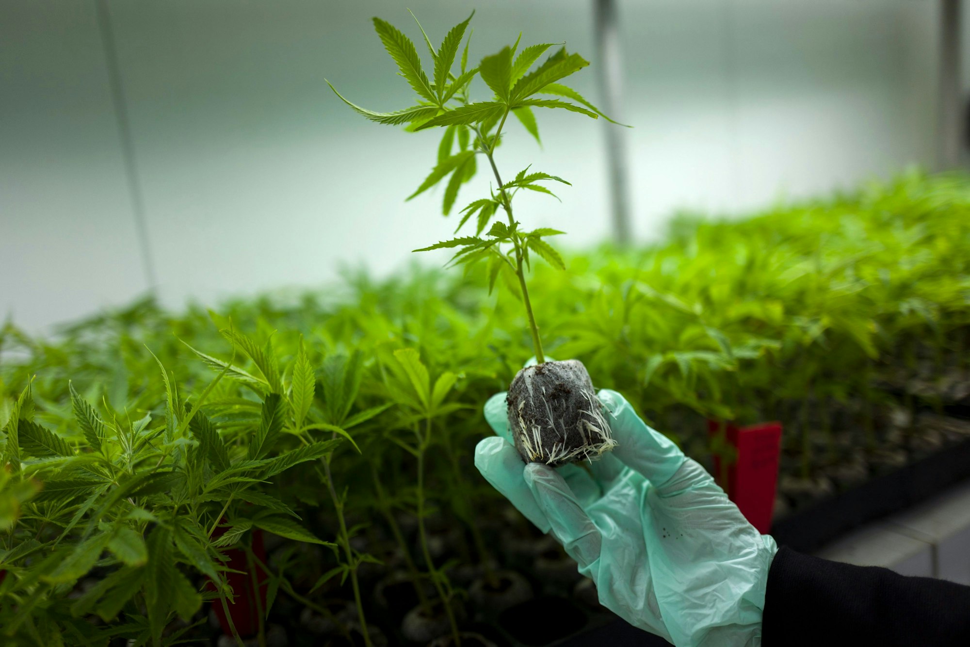Das Marihuana sei auf Indoor-Plantagen geerntet worden. (Symbolbild)