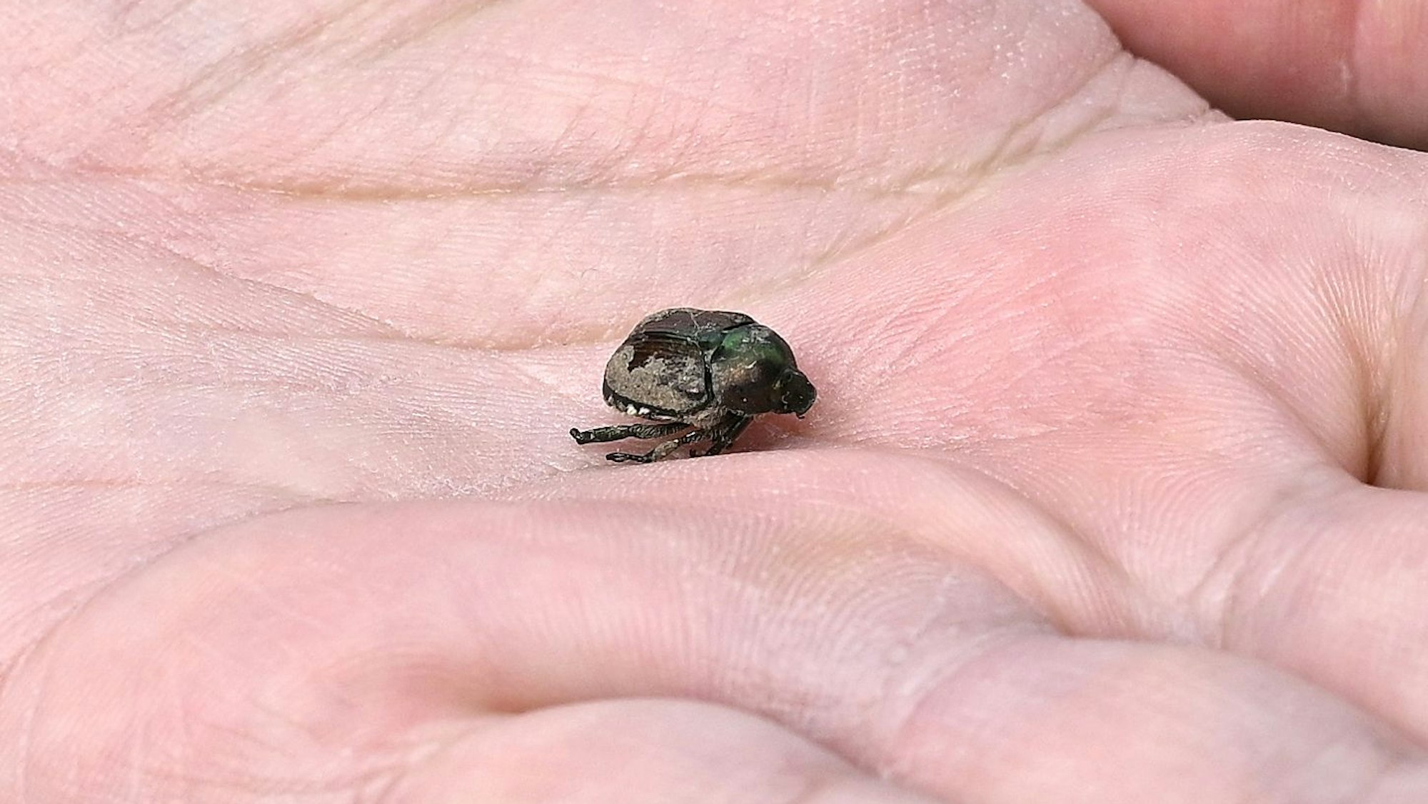 Ein toter Japankäfer liegt auf einer Hand. Wer einen solchen Käfer findet, sollte sofort die Behörden informieren.