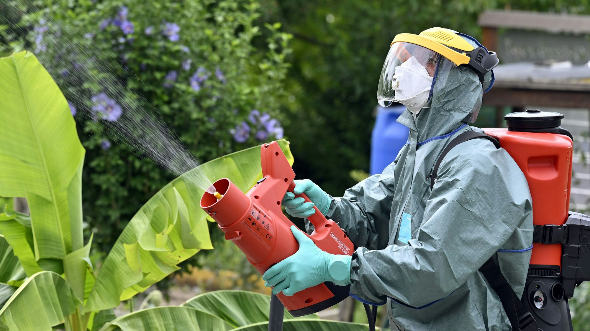 Insektizideinsatz gegen den Fraßschädling in einem Garten in Kloten. In der Nähe von Zürich hat am Donnerstag ein dringender Pestizid-Einsatz gegen den Japankäfer begonnen.