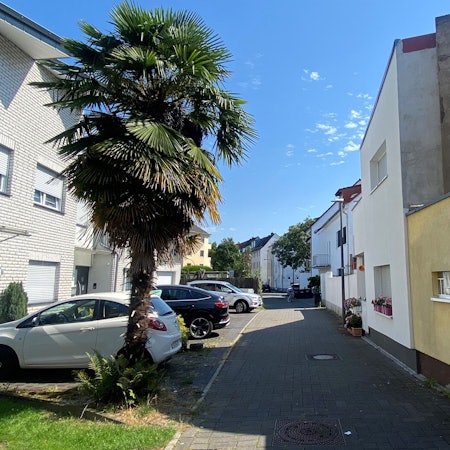 Die prächtige Palme ist der Blickfang auf der Feldgärtenstraße in Köln-Niehl.