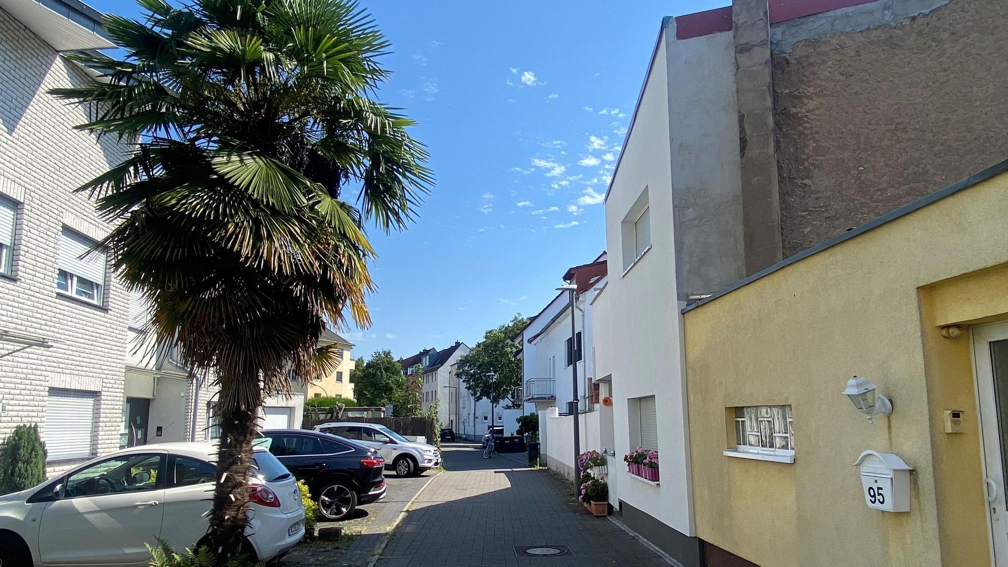 Die prächtige Palme ist der Blickfang auf der Feldgärtenstraße in Köln-Niehl.