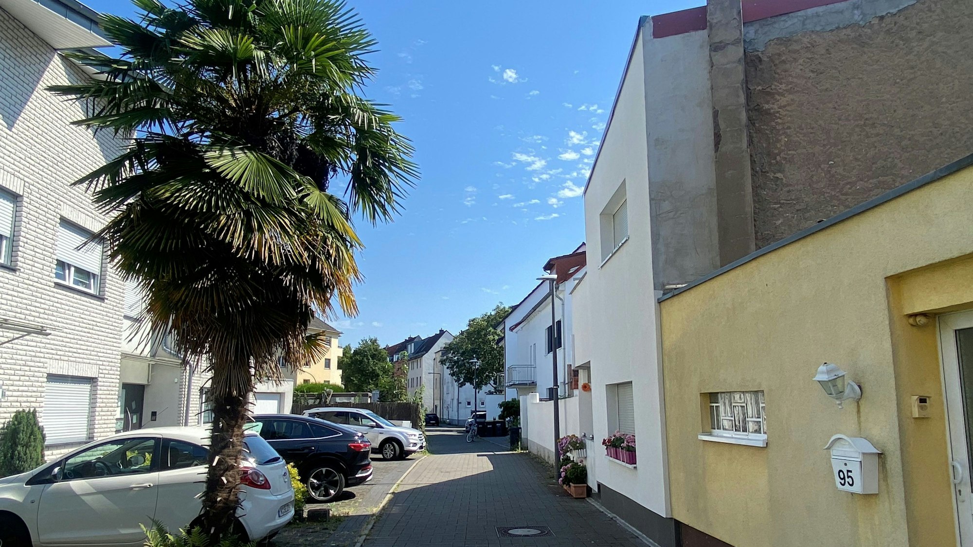 Die prächtige Palme ist der Blickfang auf der Feldgärtenstraße in Köln-Niehl.