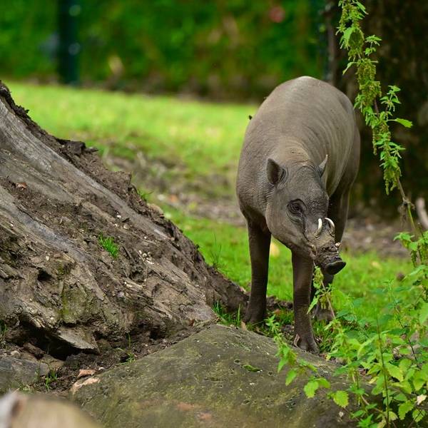 Der junge Sulawesi-Hirscheber Kopa lebt ab sofort im Kölner Zoo.