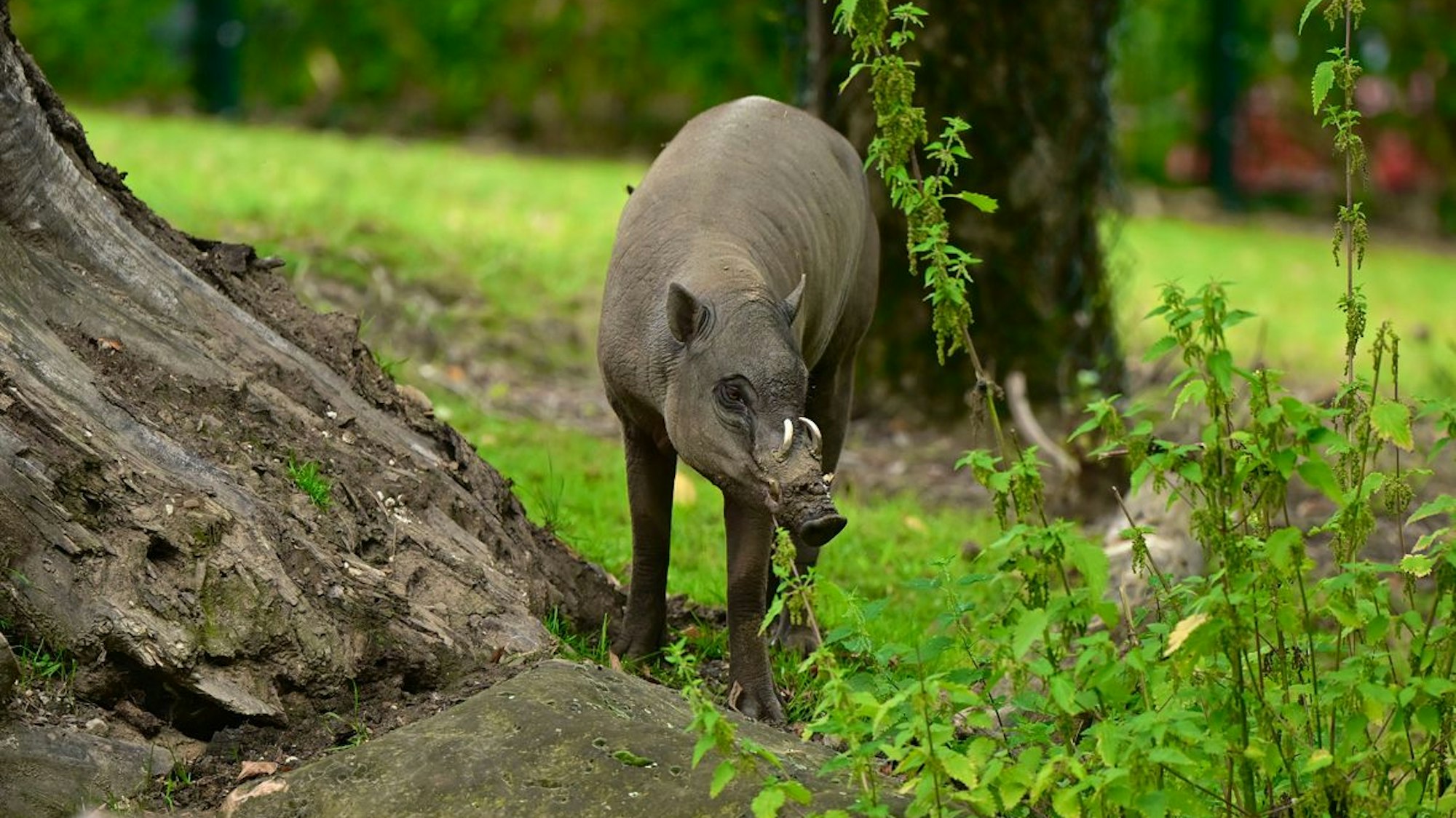 Der junge Sulawesi-Hirscheber Kopa lebt ab sofort im Kölner Zoo.