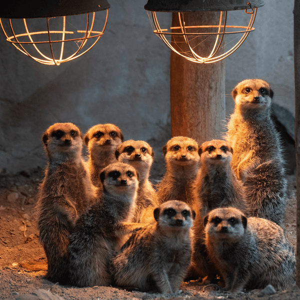 Erdmännchen stehen im Zoo Hannover unter einer Wärmelampe.