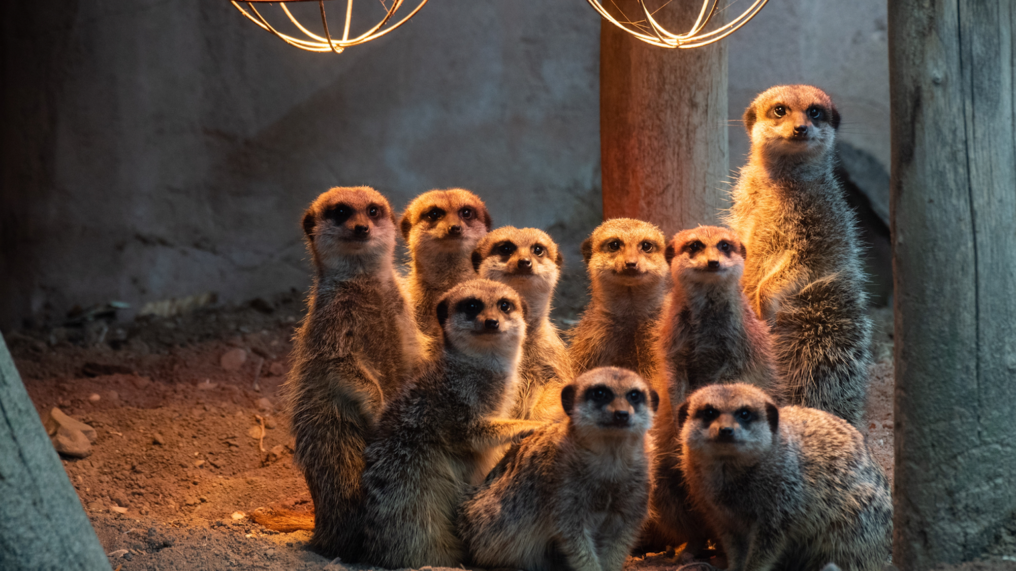 Erdmännchen stehen im Zoo Hannover unter einer Wärmelampe.