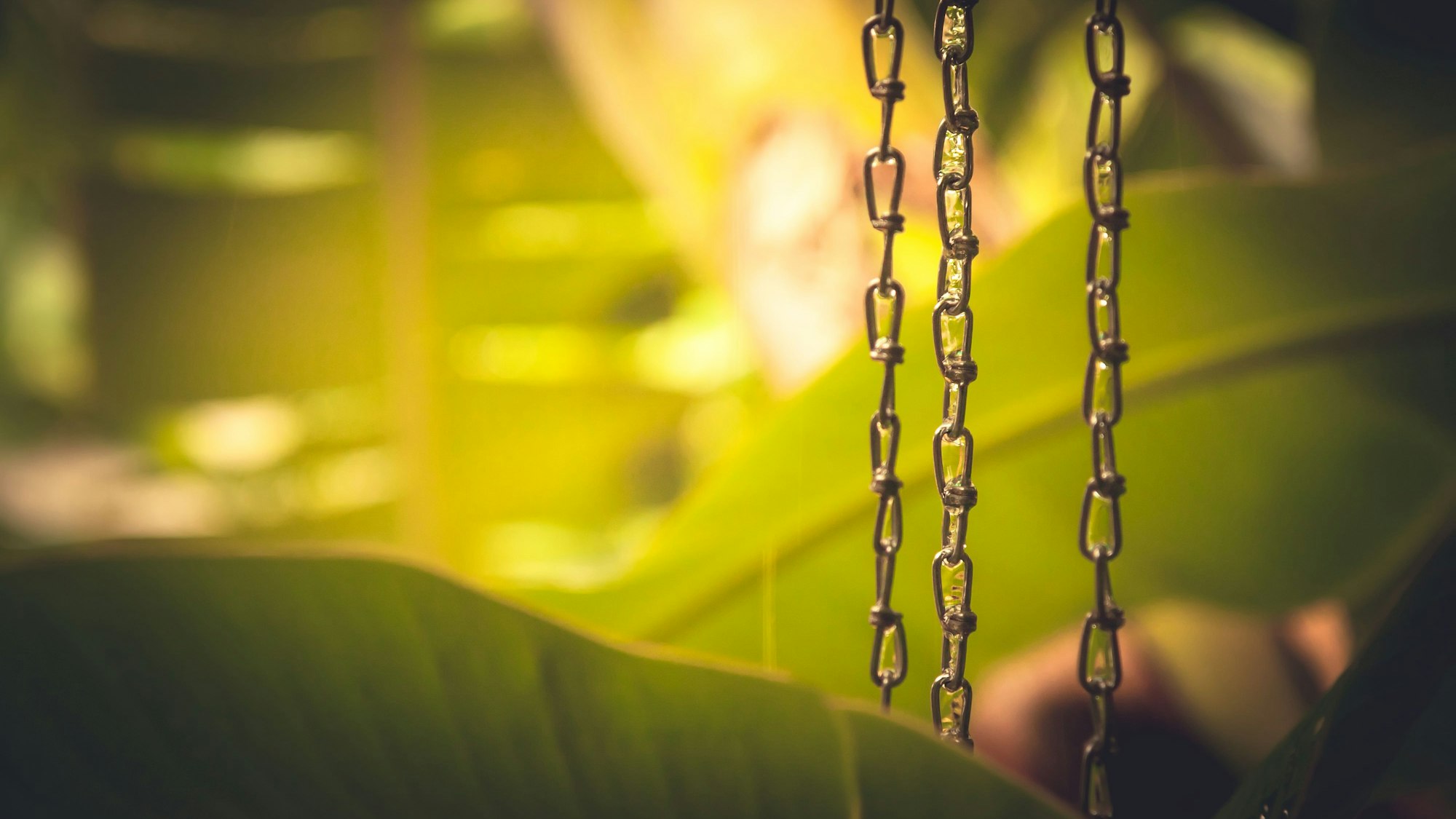 Ketten im Dschungel.