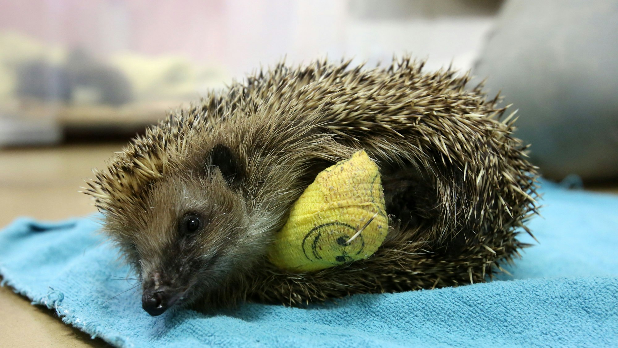 Fast die Hälfte der Igel überlebt eine Begegnung mit dem Mähroboter nicht. (Archivbild)