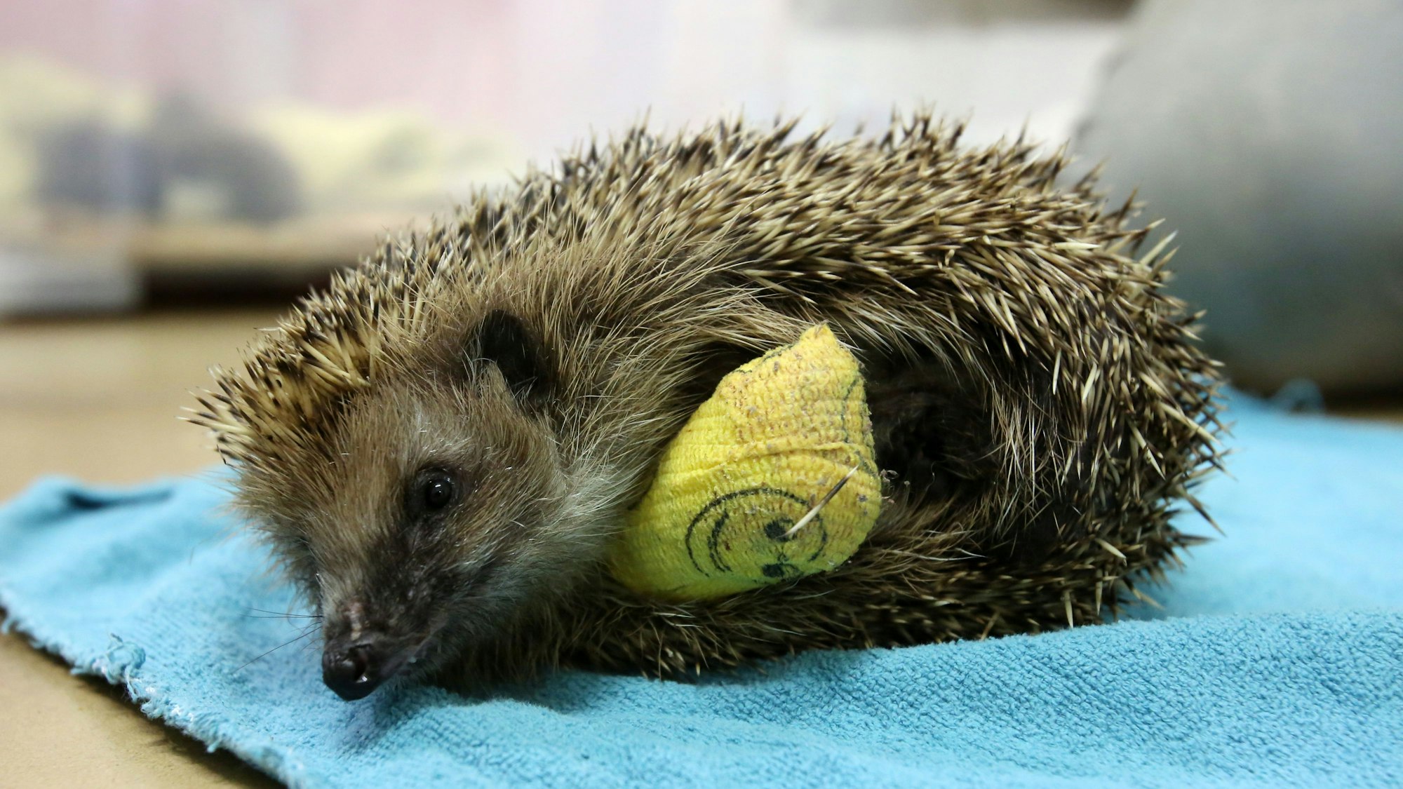 Immer wieder werden Igel schwer von den rotierenden Klingen der Mähroboter verletzt. (Archivbild)