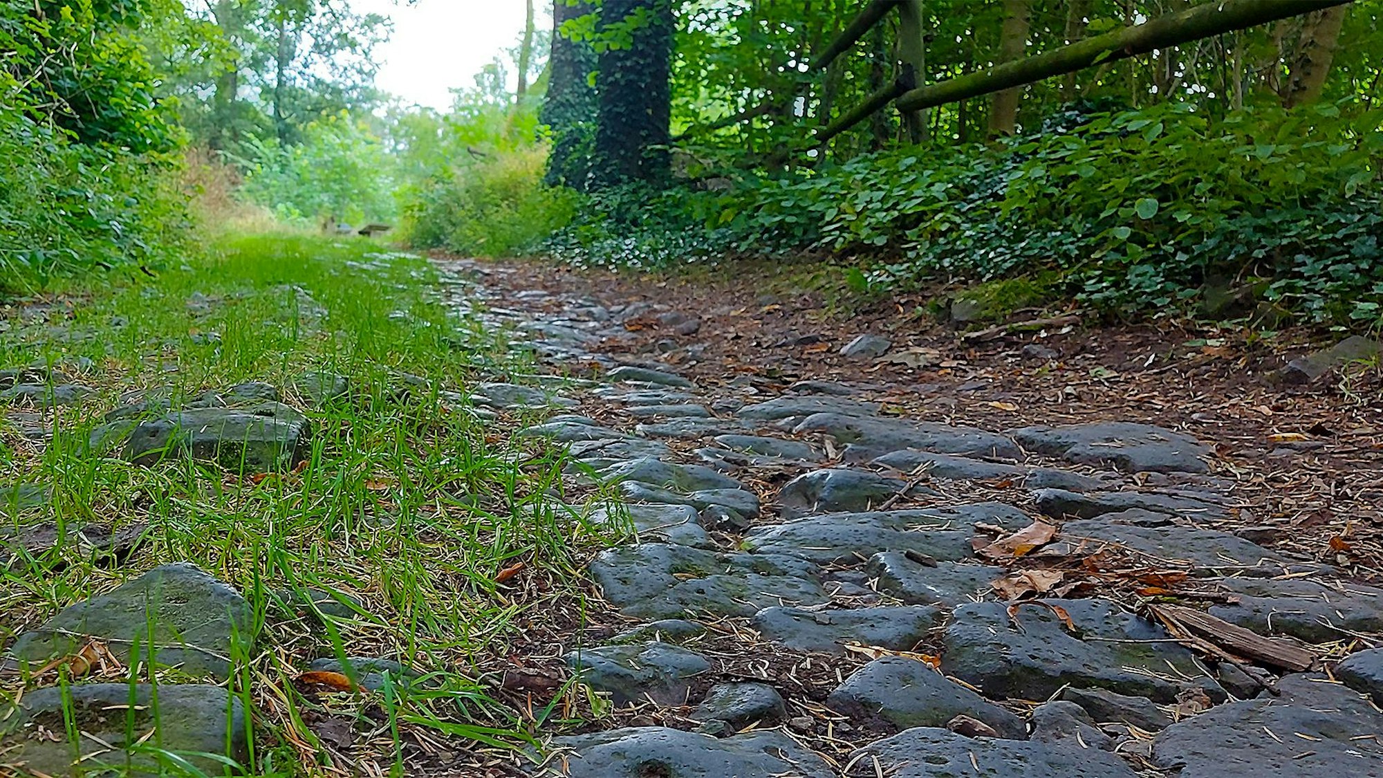 Ein Weg mit altem Kopfsteinpflaster führt durch einen Wald zur Burgruine Arenberg.