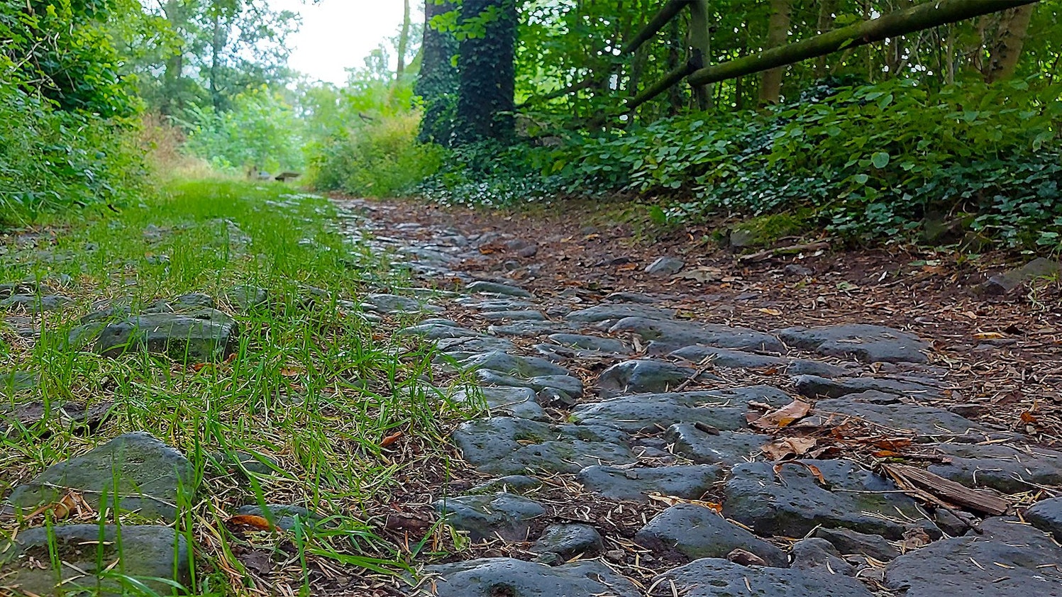 Ein Weg mit altem Kopfsteinpflaster führt durch einen Wald zur Burgruine Arenberg.