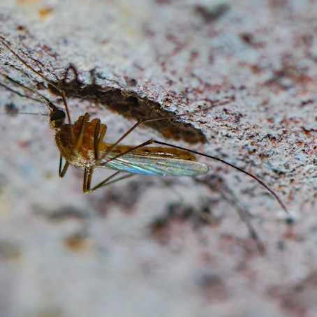 Das Robert-Koch-Institut (RKI) hat in Deutschland die ersten beiden Fälle des Oropouche-Fiebers in Deutschland gemeldet. Die durch Mücken übertragende Krankheit breitet sich durch den Klimawandel immer stärker aus.