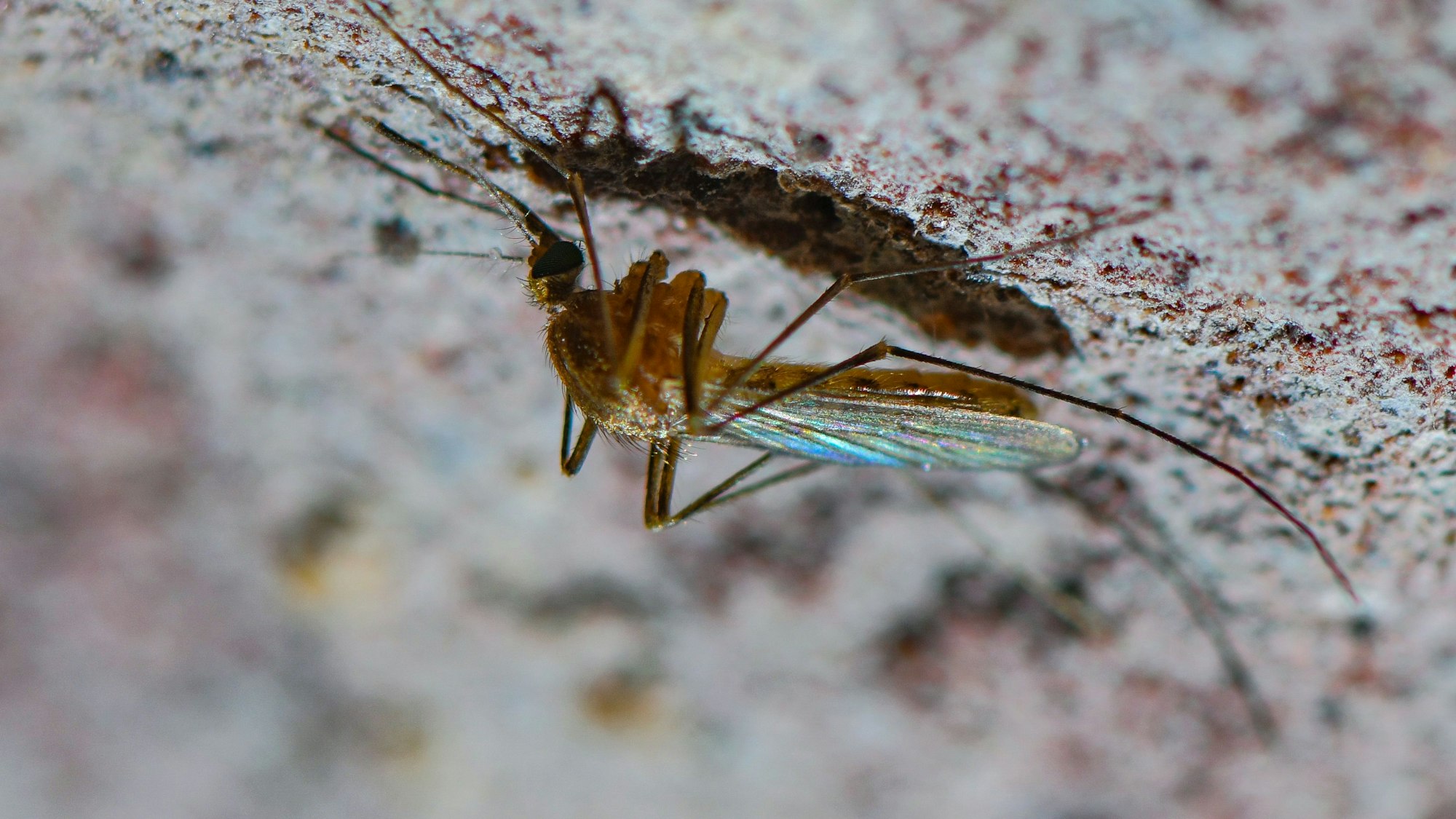Das Robert-Koch-Institut (RKI) hat in Deutschland die ersten beiden Fälle des Oropouche-Fiebers in Deutschland gemeldet. Die durch Mücken übertragende Krankheit breitet sich durch den Klimawandel immer stärker aus.