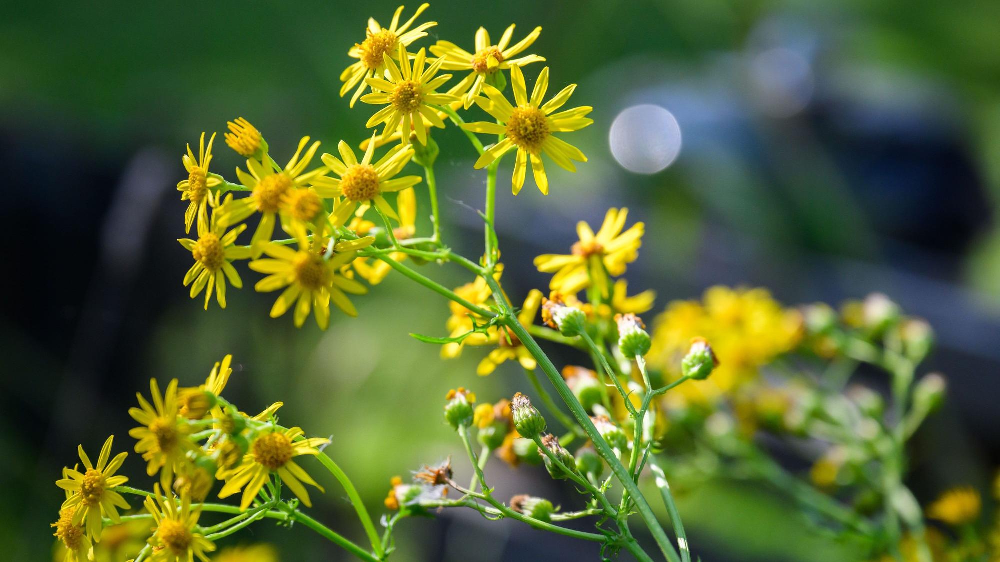 Jakobskreuzkraut – auch Jakobs-Greiskraut oder Jakobskraut genannt – wächst in einem Garten in der Region Hannover.