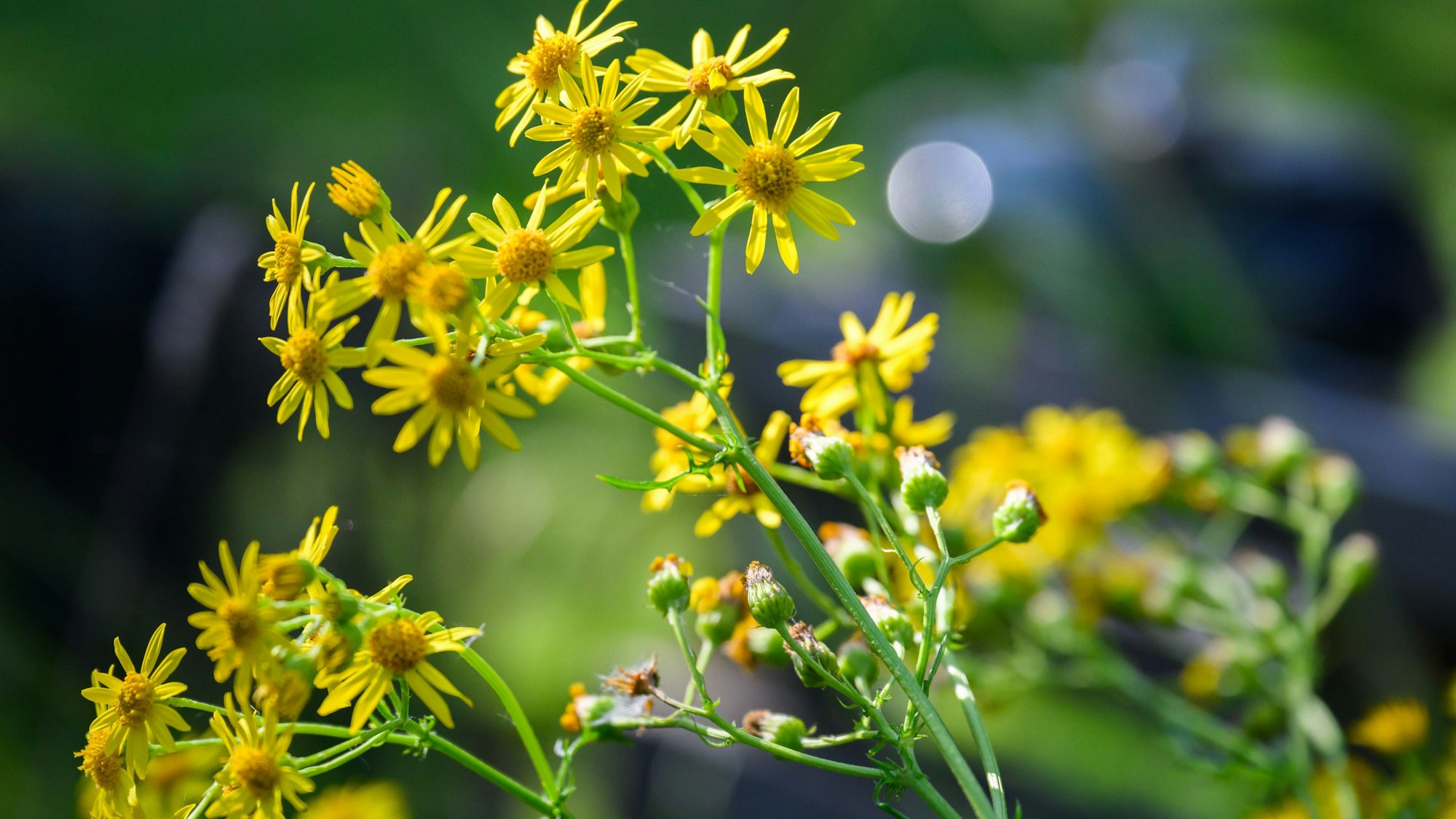 Jakobskreuzkraut - auch Jakobs-Greiskraut oder Jakobskraut genannt - wächst in einem Garten in der Region Hannover.