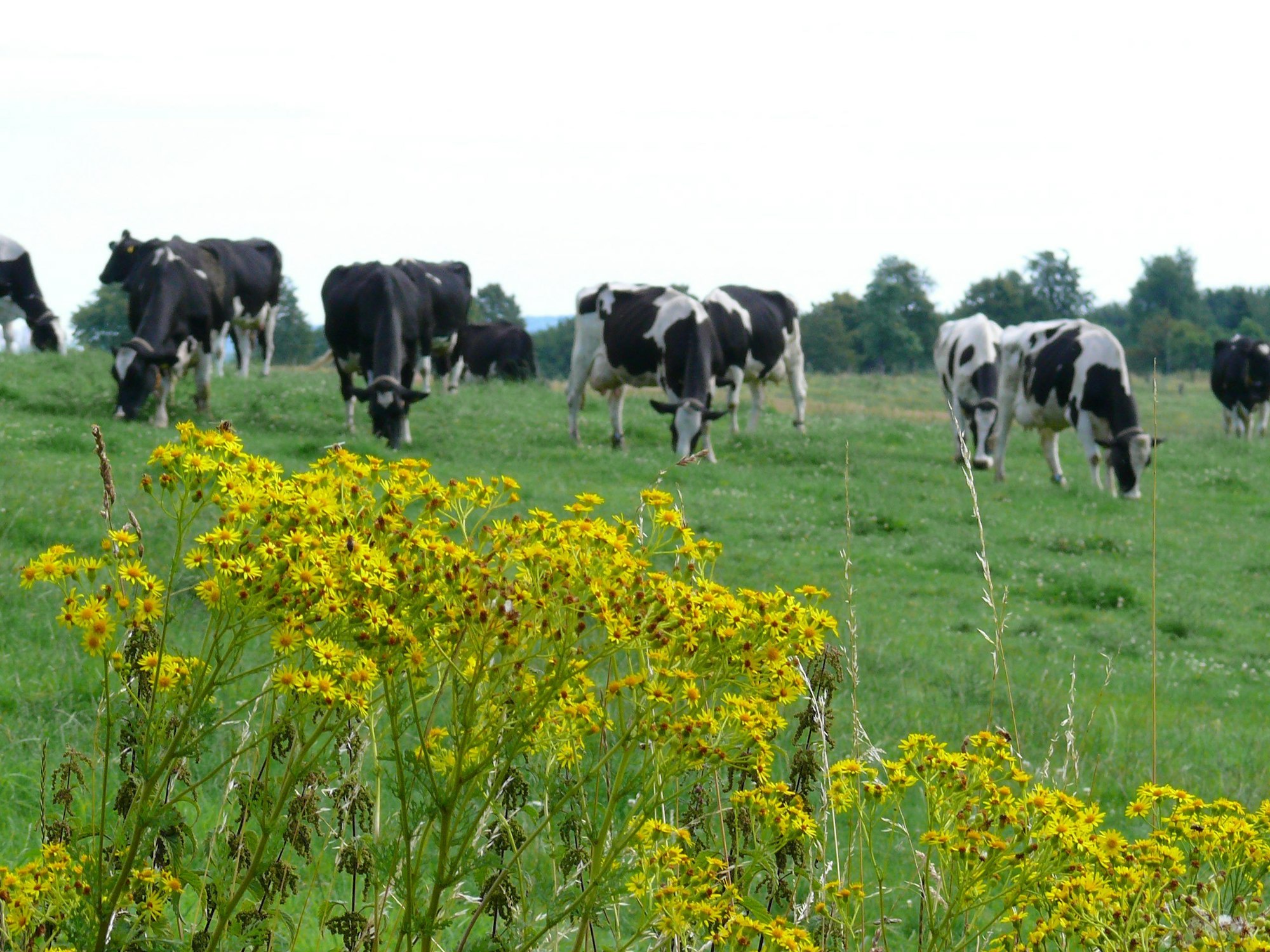 Jakobskreuzkraut auf einer Wiese, im Hintergrund