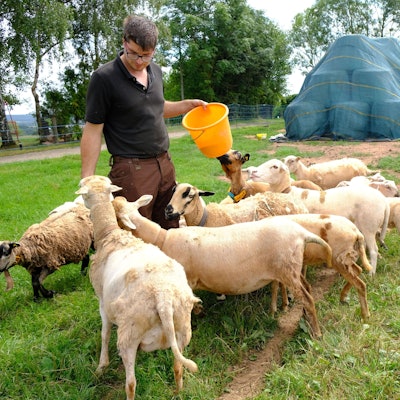 Schafhalter Matthias Förster aus Mechernich-Glehn inmitten seiner Schafherde. Im Hintergrund sind Siloballen zu sehen, die unter einer blauen Plane gelagert werden.