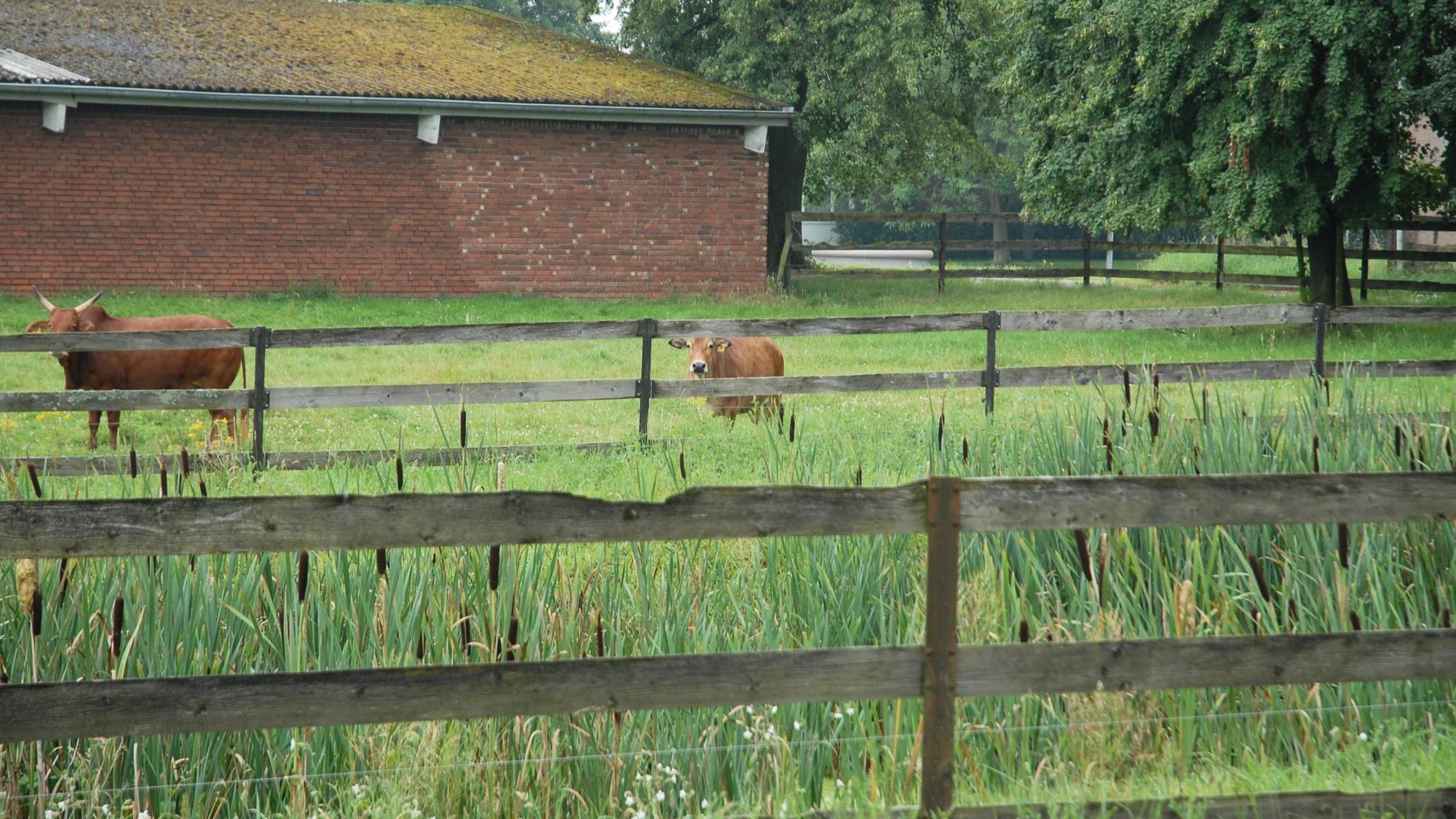 Kühe stehen auf einer Wiese, schauen über den vor ihnen angebrachten Zaun hinüber.
