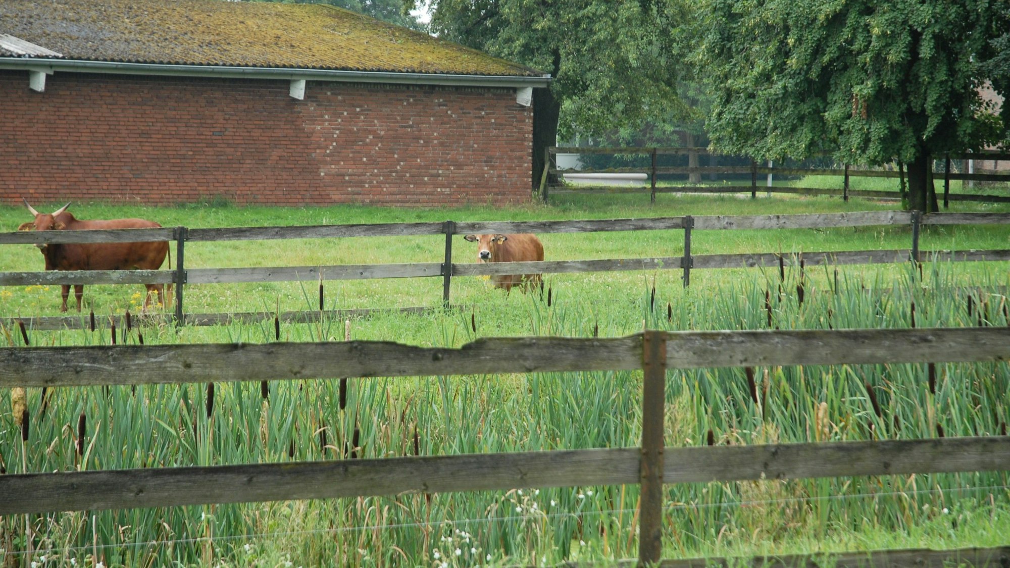 Kühe stehen auf einer Wiese, schauen über den vor ihnen angebrachten Zaun hinüber.