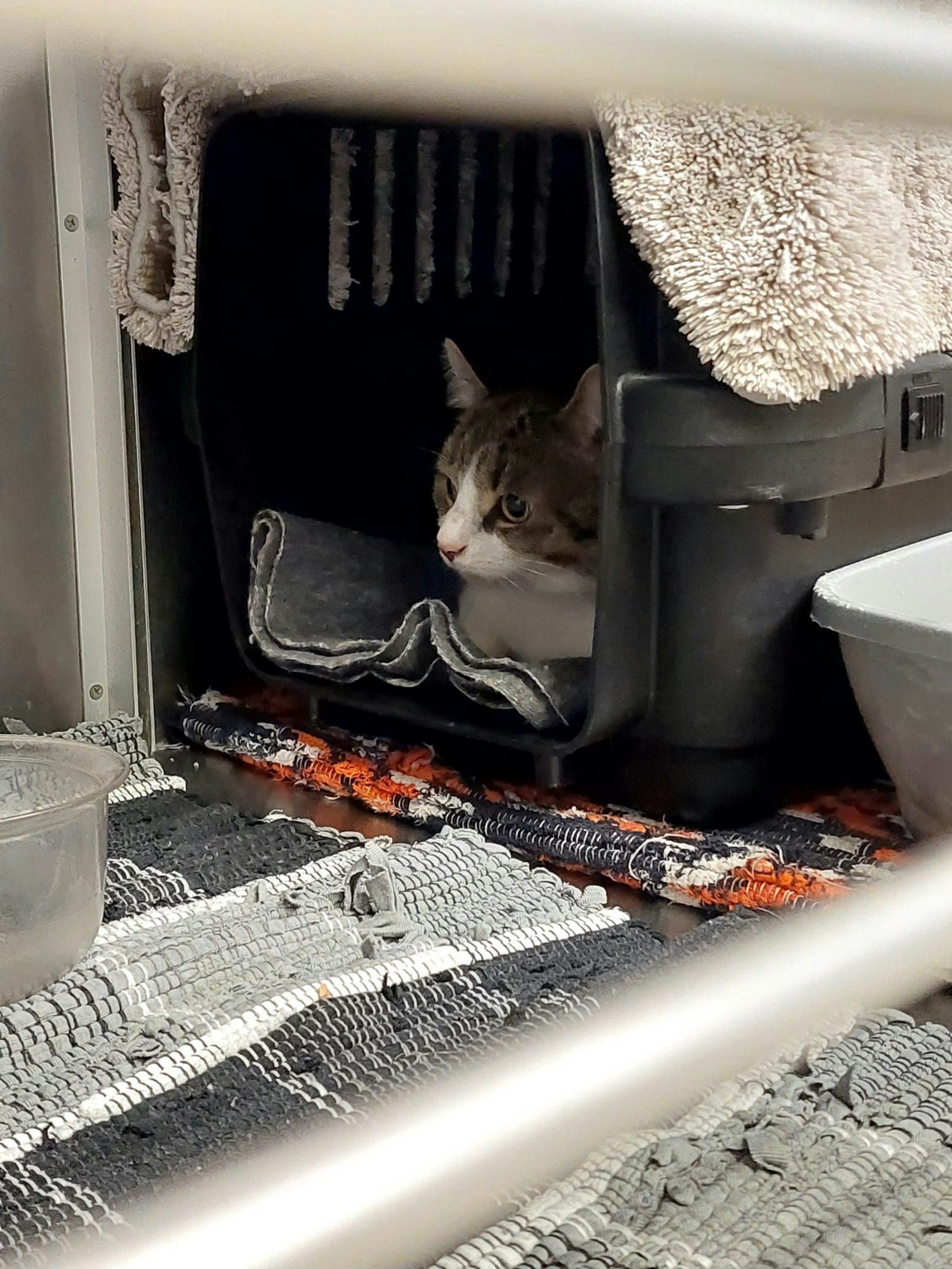 Katze sitzt in Transportbox