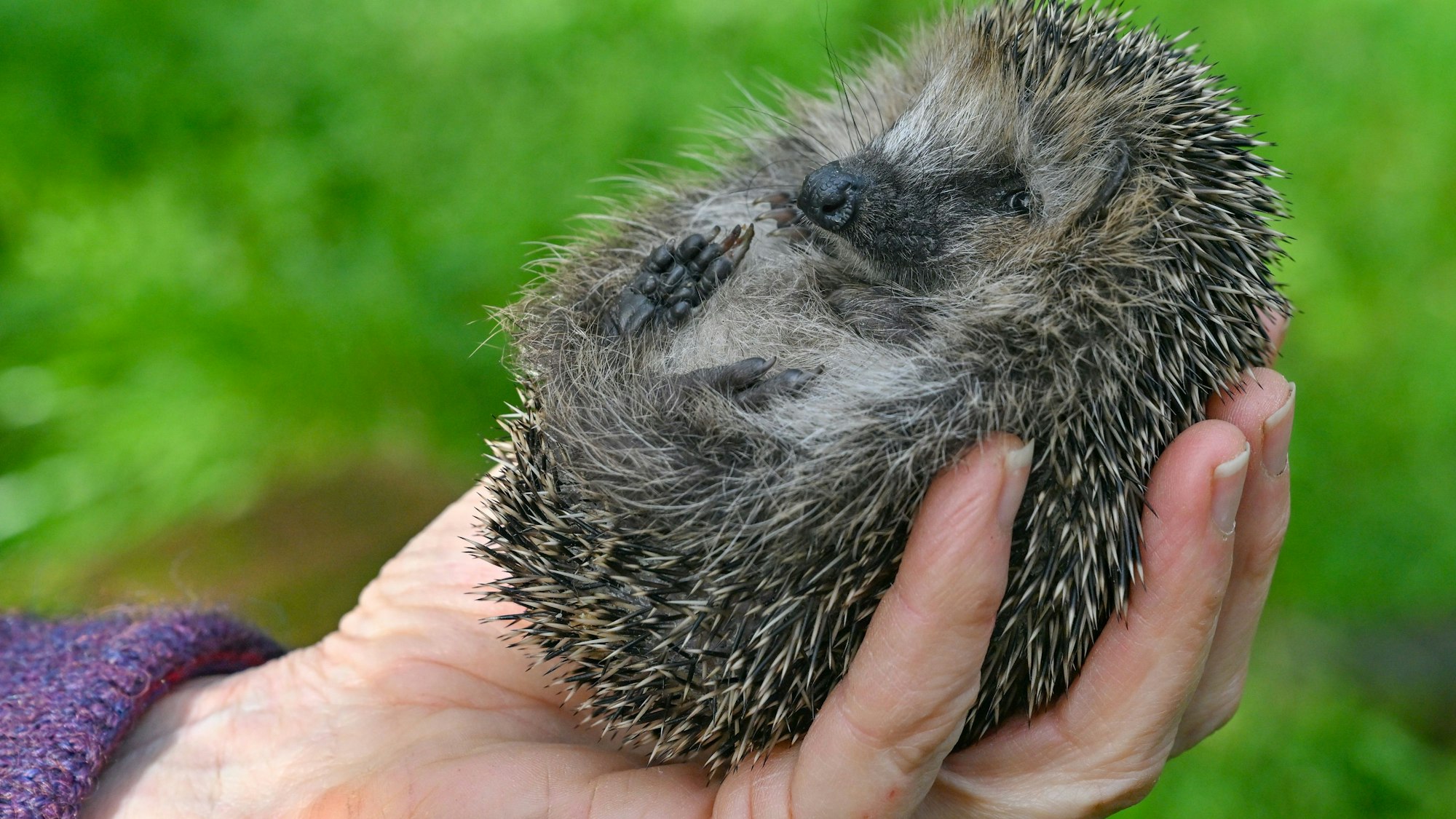 Eine Frau hält einen kleinen Igel in ihrer Hand.