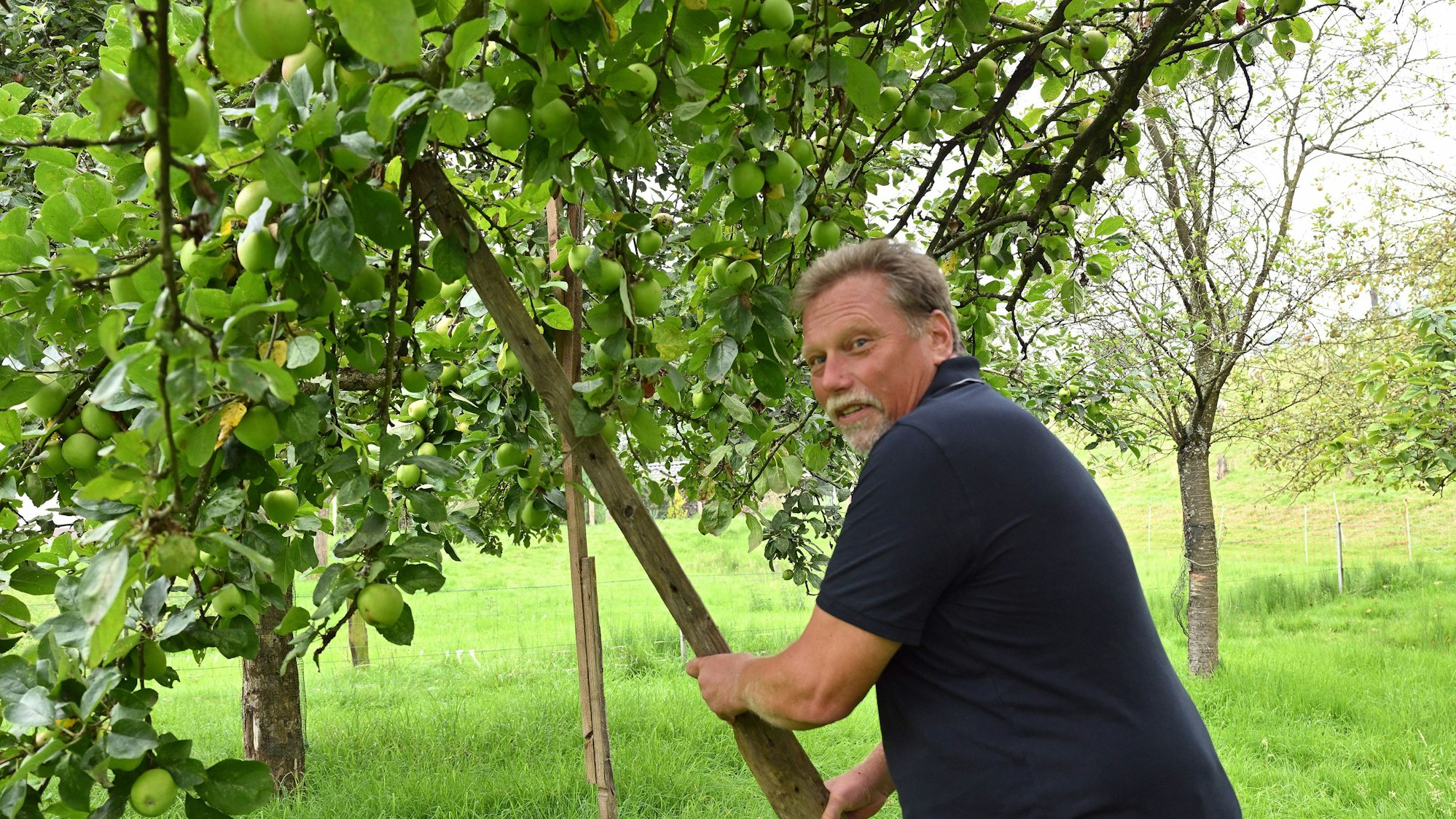 Andreas Thomas stützt einen Ast eines Apfelbaums auf seiner Streuobstwiese mit einer Holzlatte ab.