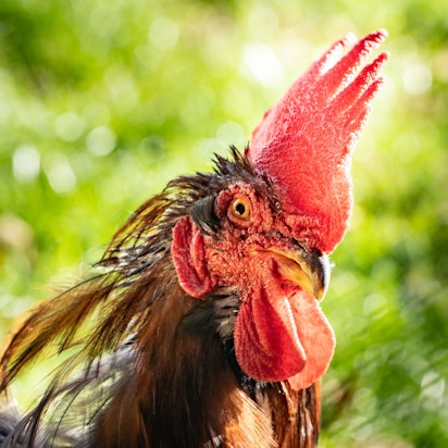 Beim Hahneköppen gilt es, einem kopfüber in einem Korb aufgehängten Hahn (hier ein Symbolfoto von einem Hahn) den Kopf abzuschlagen.