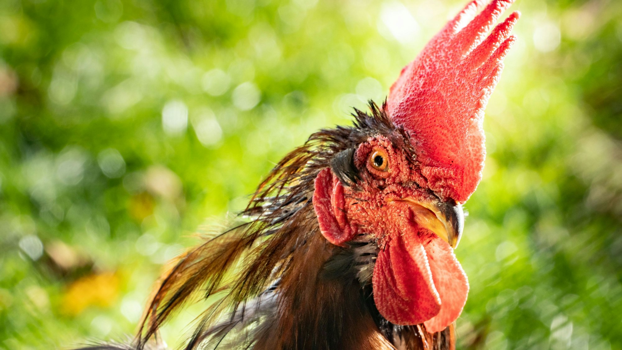 Beim Hahneköppen gilt es, einem kopfüber in einem Korb aufgehängten Hahn (hier ein Symbolfoto von einem Hahn) den Kopf abzuschlagen.