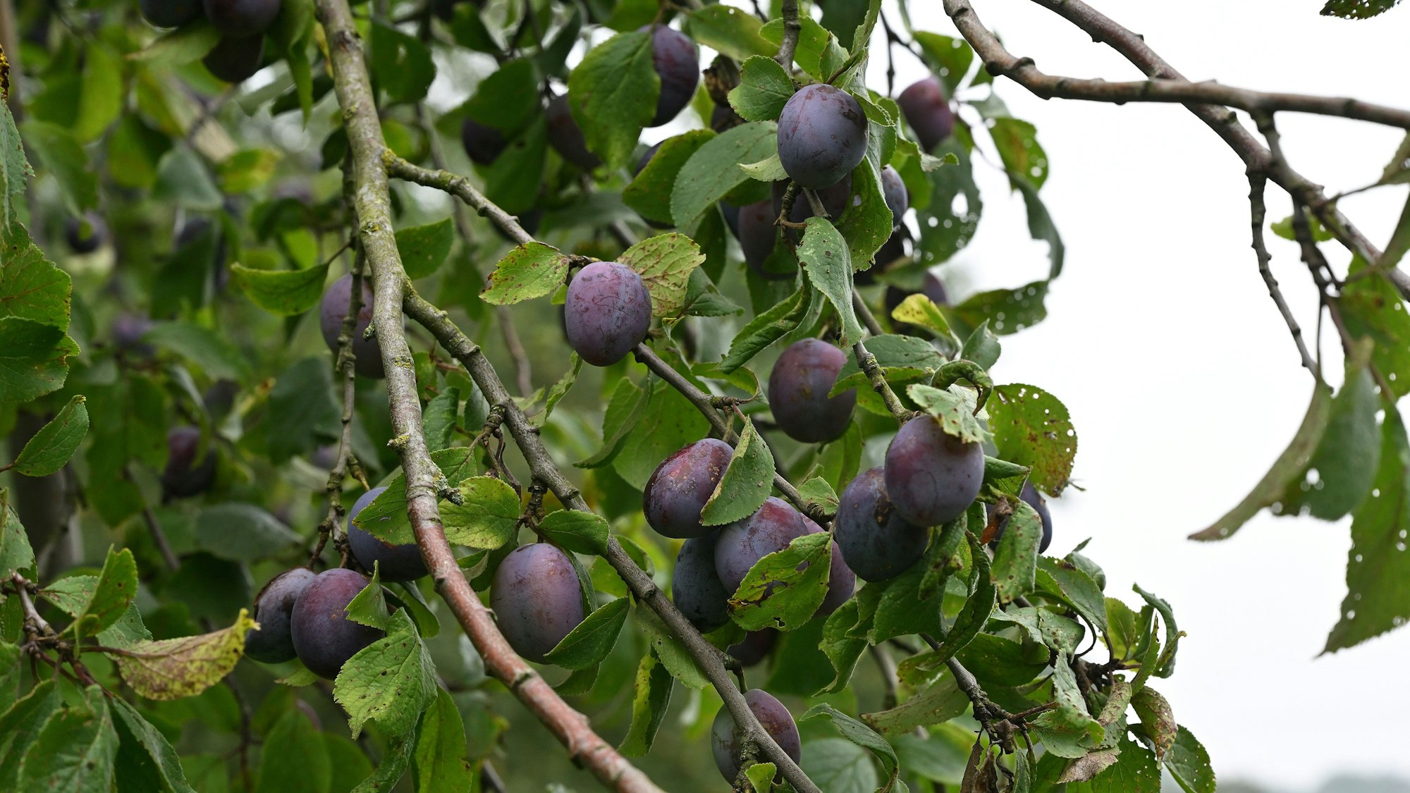 Hauszwetschgen hängen am Ast eines Baumes in Bergisch Gladbach-Unterboschbach.