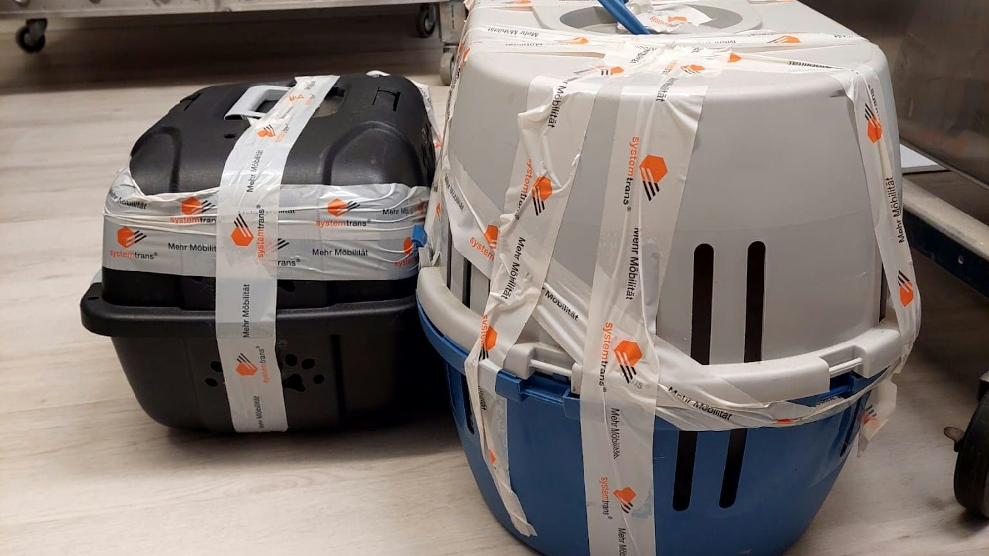 Katzen Transportboxen Tierheim Zollstock