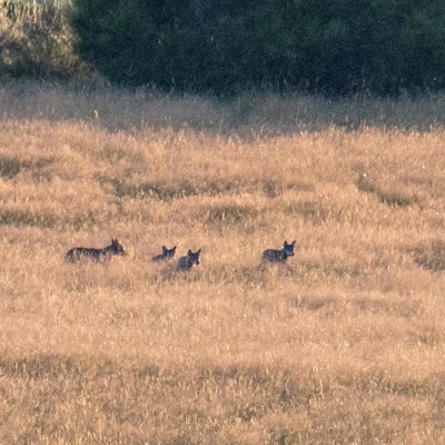 Vier Wölfe eines Rudels im Nationalpark Eifel, fotografiert aus großer Entfernung.