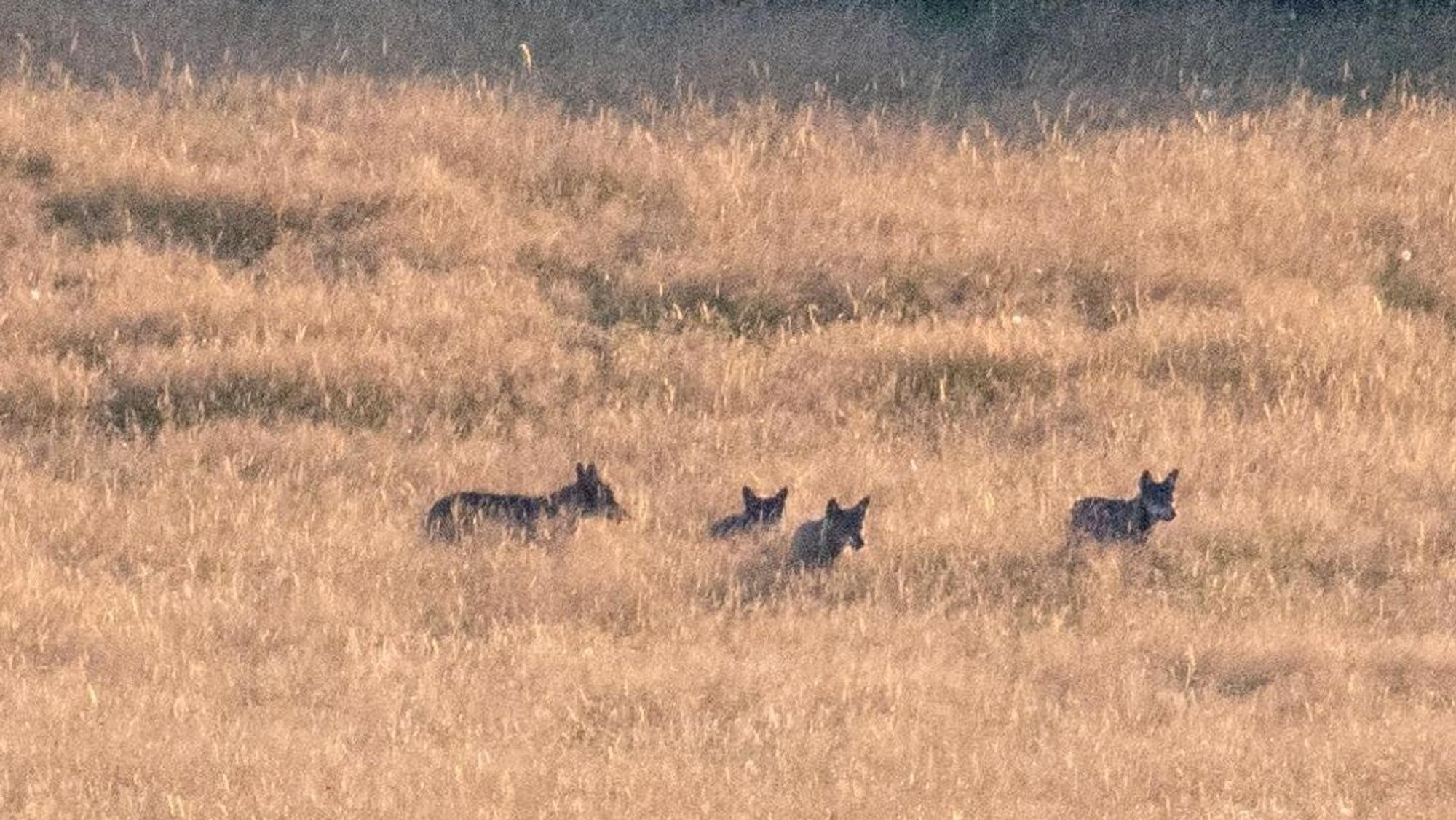 06.08.2024 Mehrere Wölfe eines Rudels hat der Dreiborner Fotograf Christian Weck Mitte Juli im Nationalpark Eifel fotografiert.