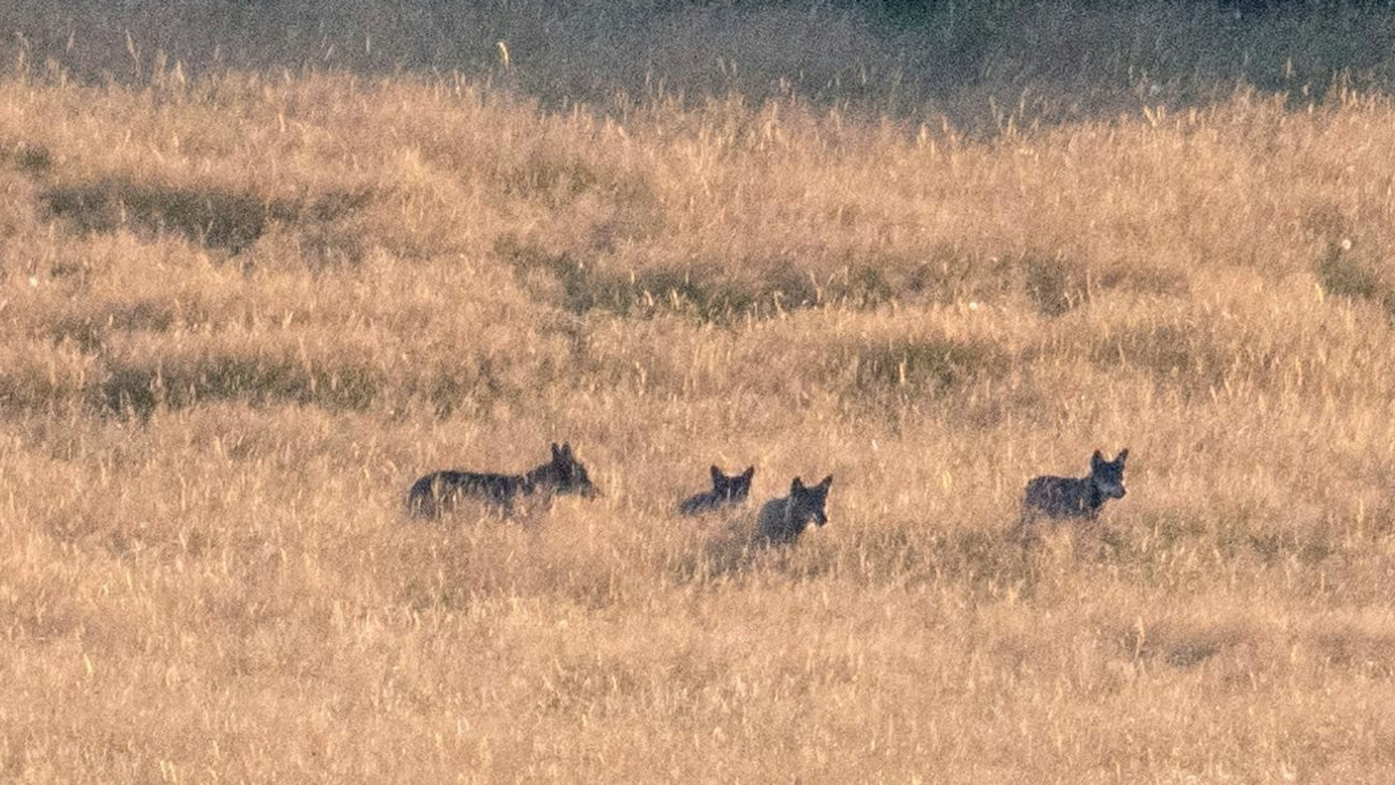 06.08.2024 Mehrere Wölfe eines Rudels hat der Dreiborner Fotograf Christian Weck Mitte Juli im Nationalpark Eifel fotografiert.