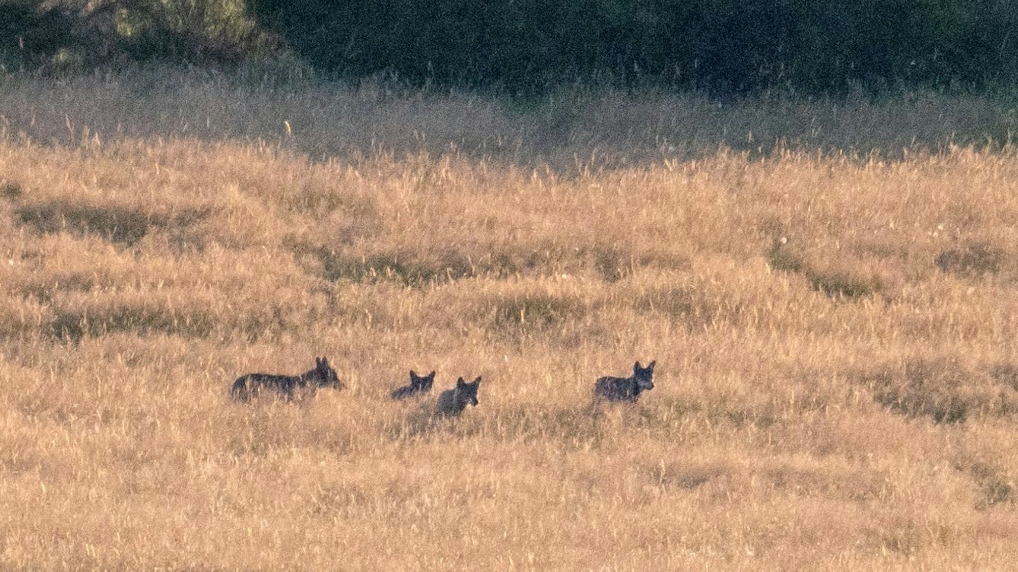 Vier Wölfe eines Rudels laufen in der Abenddämmerung über die Dreiborner Hochfläche im Nationalpark Eifel.