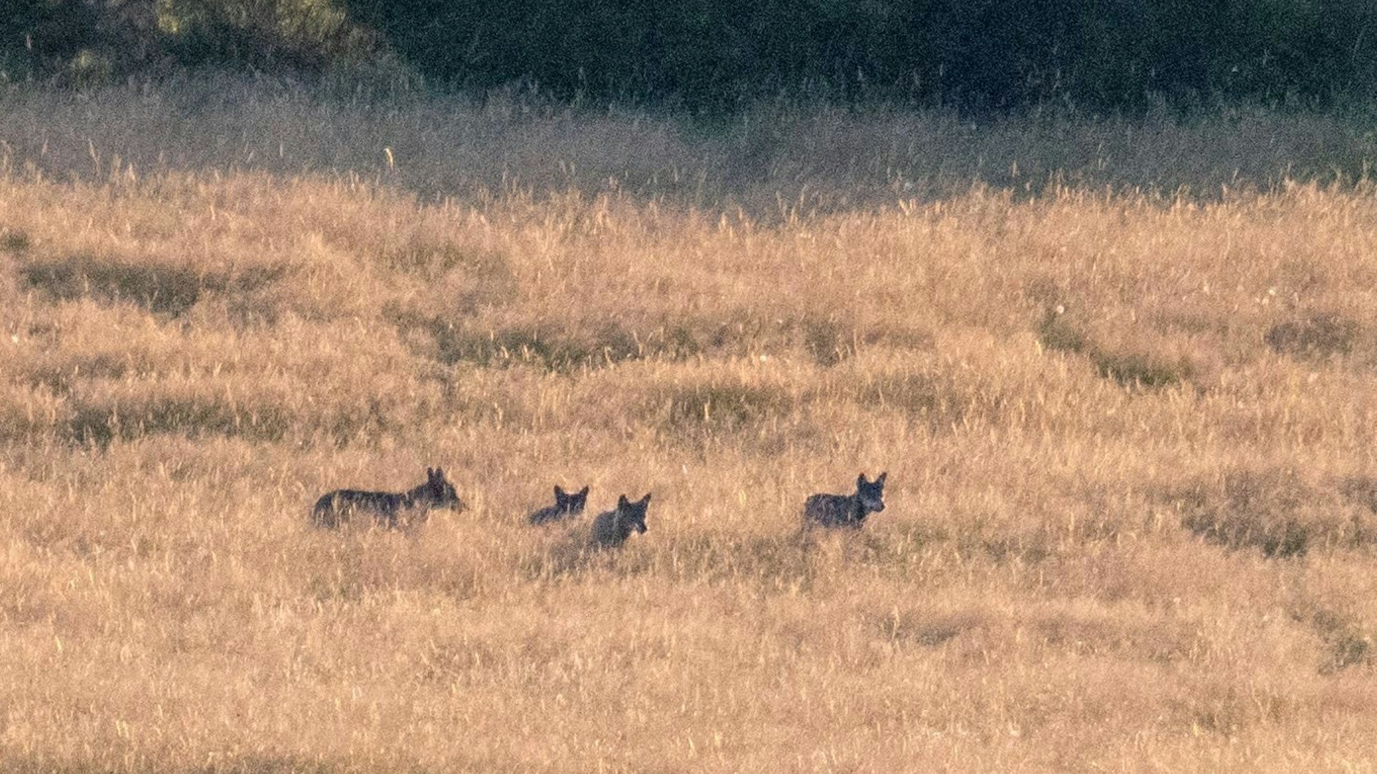 Vier Wölfe eines Rudels im Nationalpark Eifel, fotografiert aus großer Entfernung.