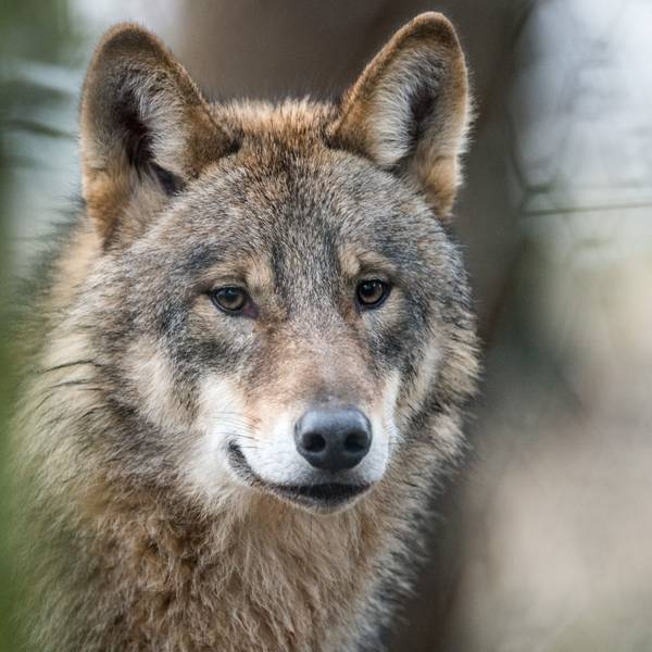 Ein Wolf (Canis Lupus Lupus) läuft durch ein Gehege.